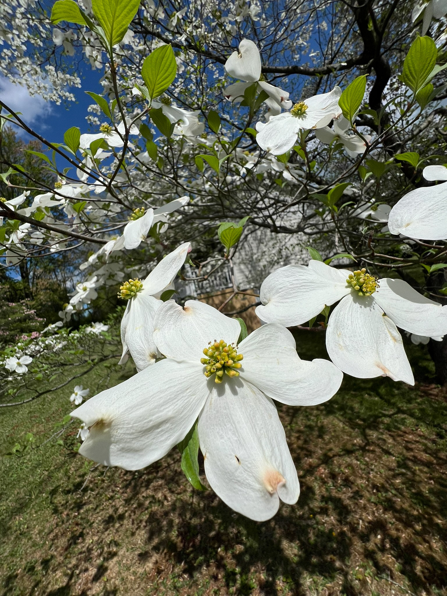 Dogwood Blossoms