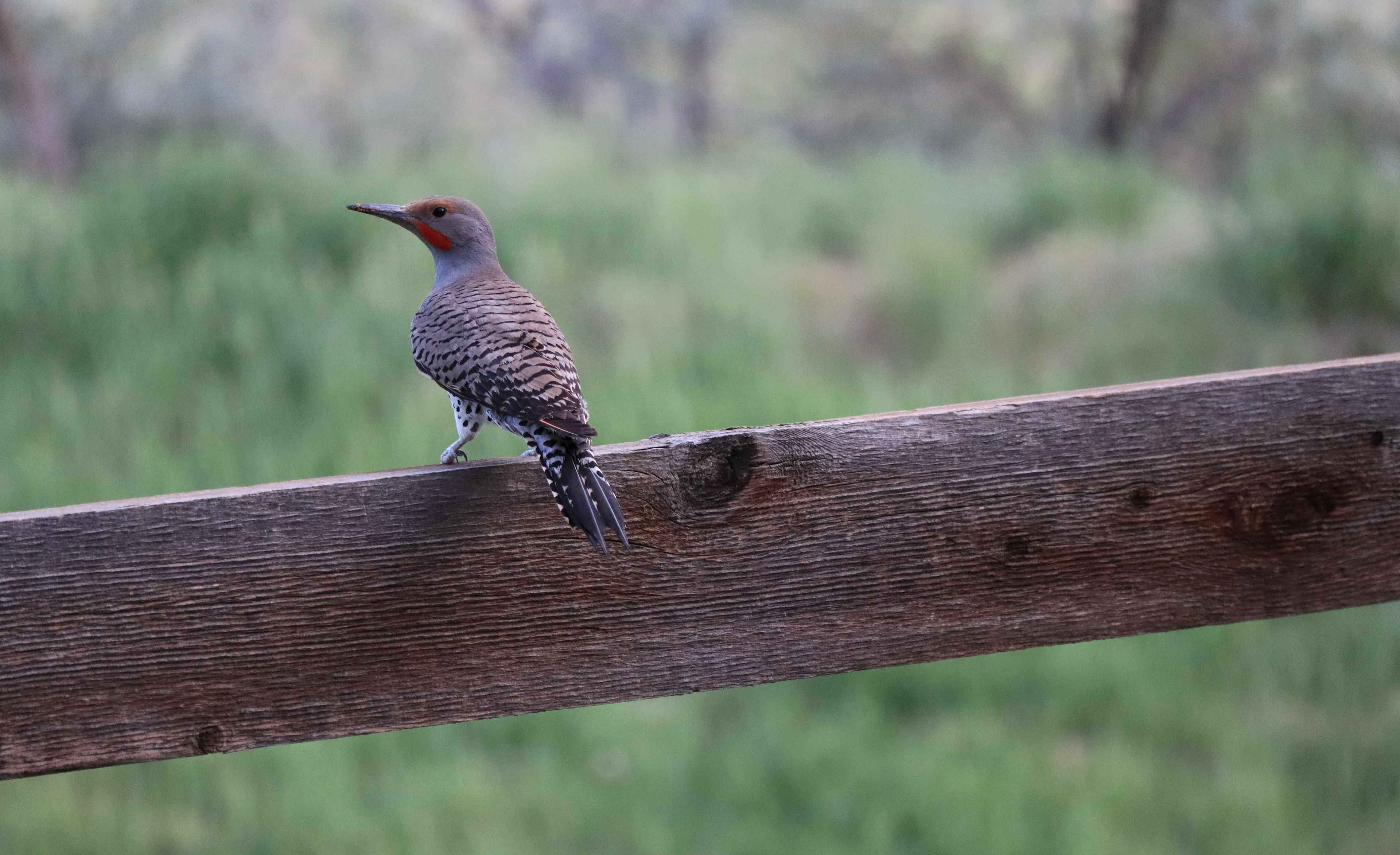 Northern Flicker Woodpecker