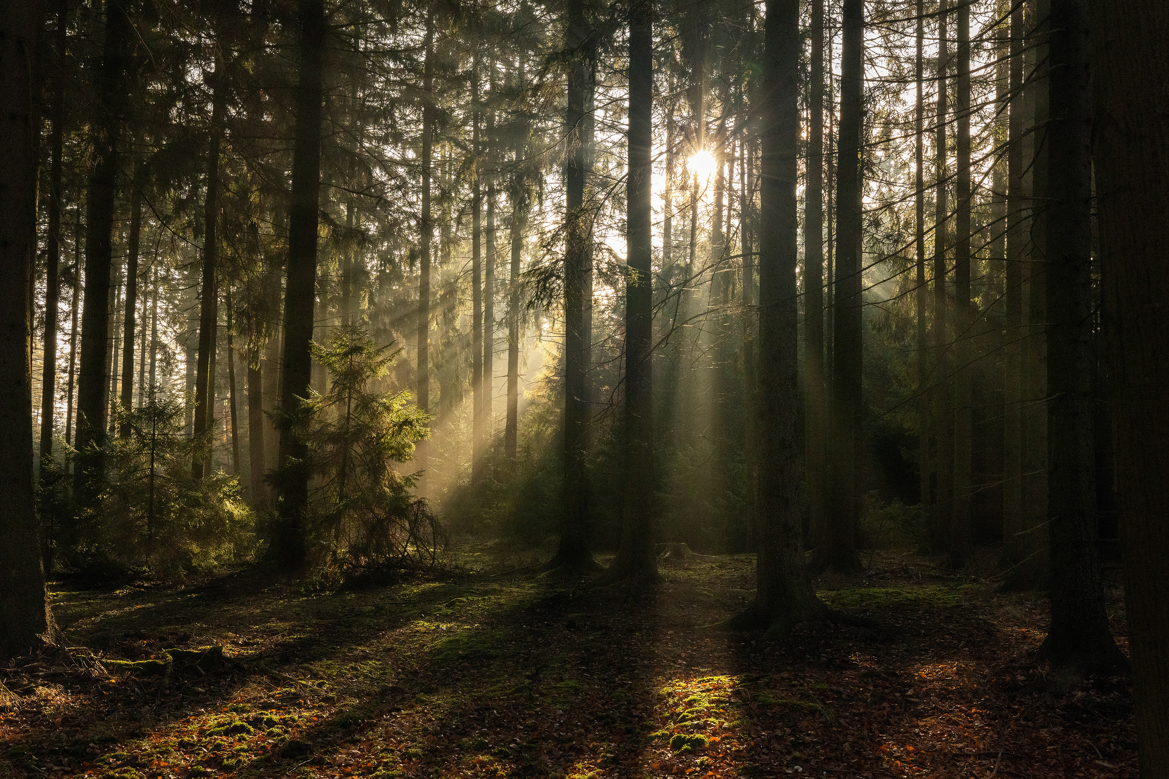 Krivoklatsko / Czechia