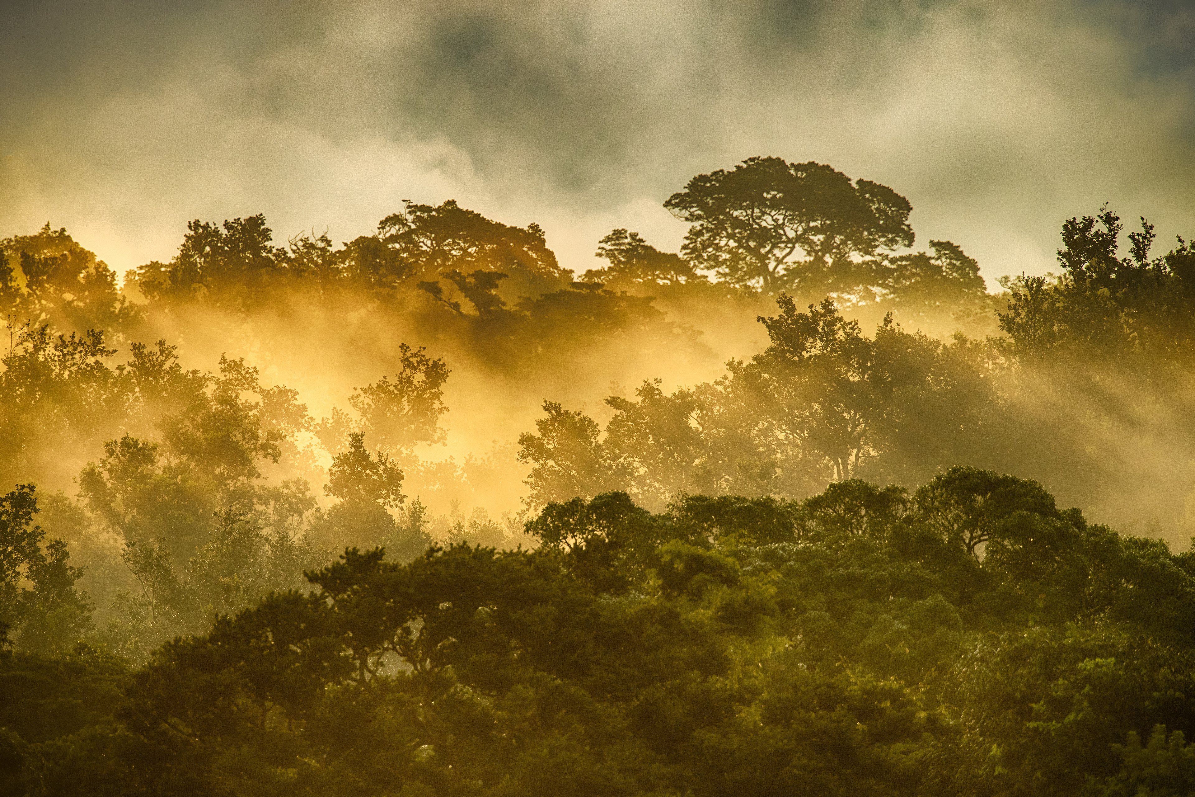 Costa Rica / Rain Forest