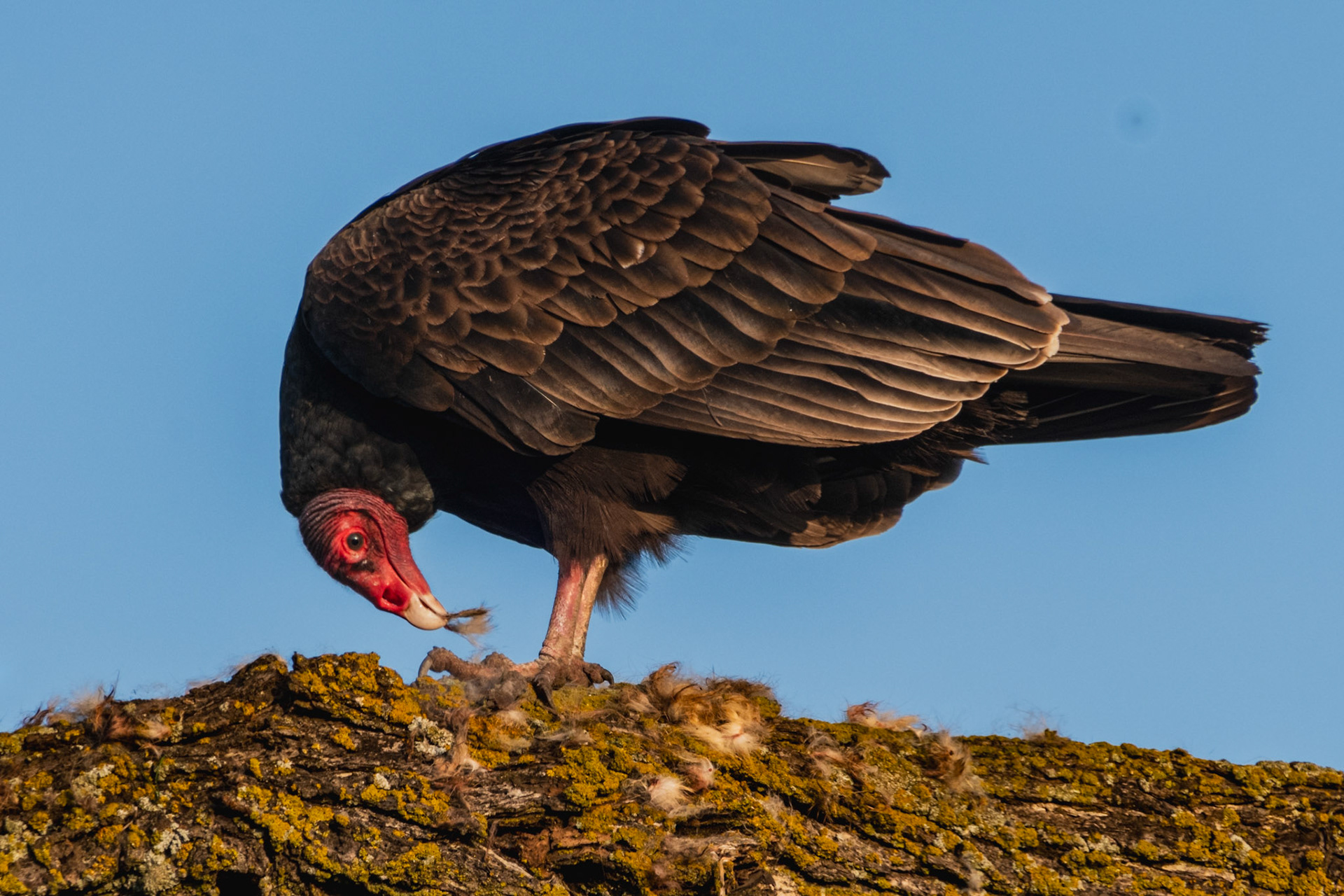 Turkey Vulture eating breakfast