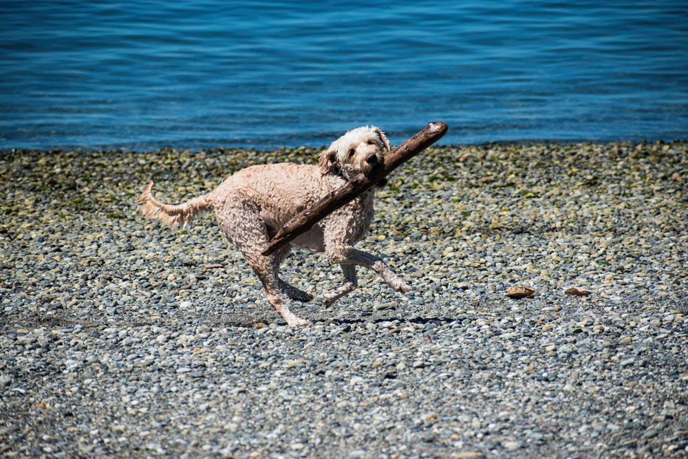 "Fetching Happiness", Digital Photograph, 7.8.2024