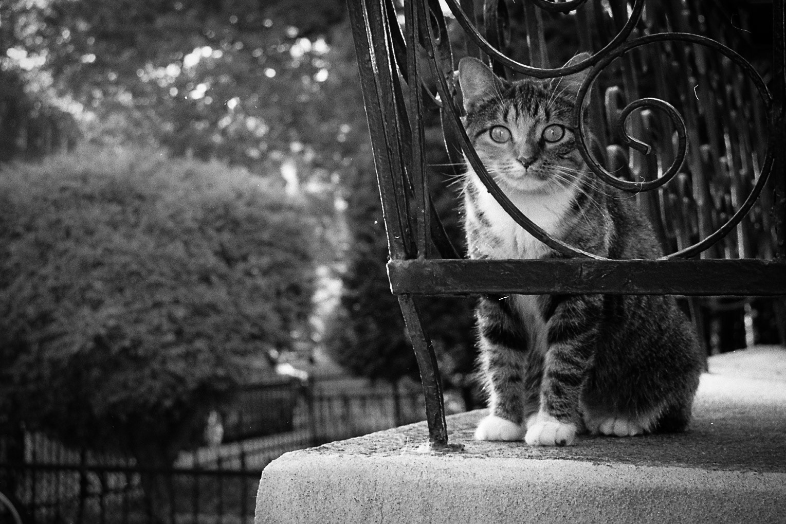 Photo argentique d'un chat sur un balcon.