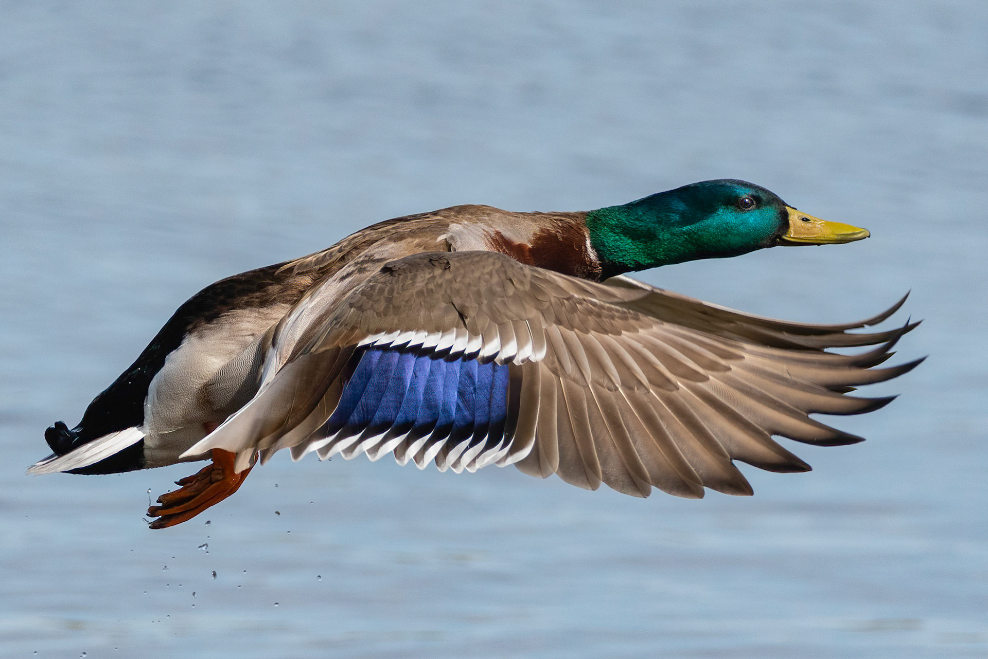 A flying duck over a river.