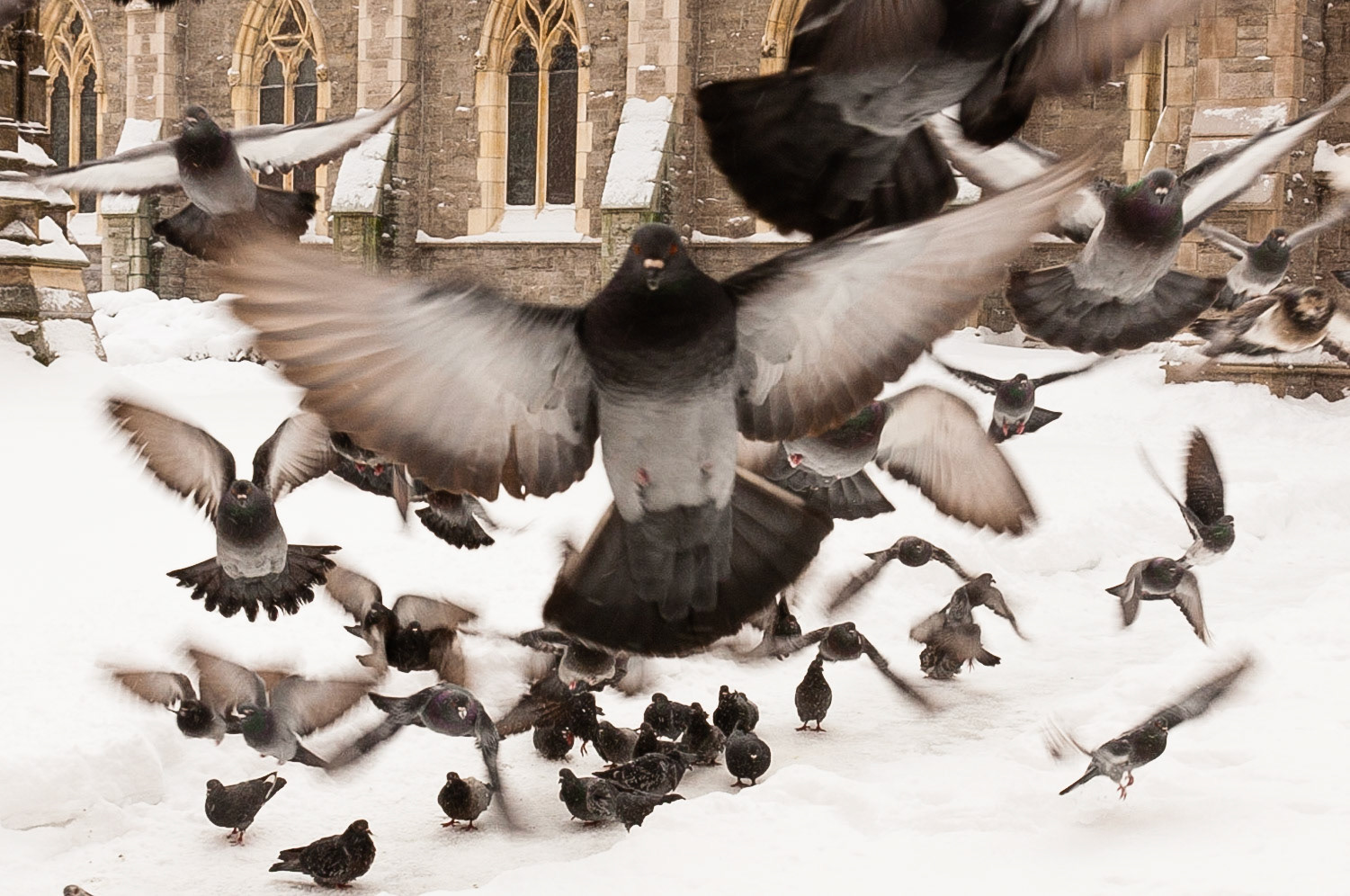 Ce midi je suis sortie faire de la photo pendant ma pause du dîner. En marchant sur la rue, j'ai vue une floppé de pigeons se poser devant cette église du centre-ville. Je me suis arrêté pour faire ma photo (j'espèrais photographier une envolé massive.)  Mais au moment que je mets l'oeil devant ma caméra, les pigeons ont tous décollé pour venir me voir.  Pendant peut-être 10 secondes, j'étais envelopper de pigeons en vol presque stationnaire. Pas farouche.