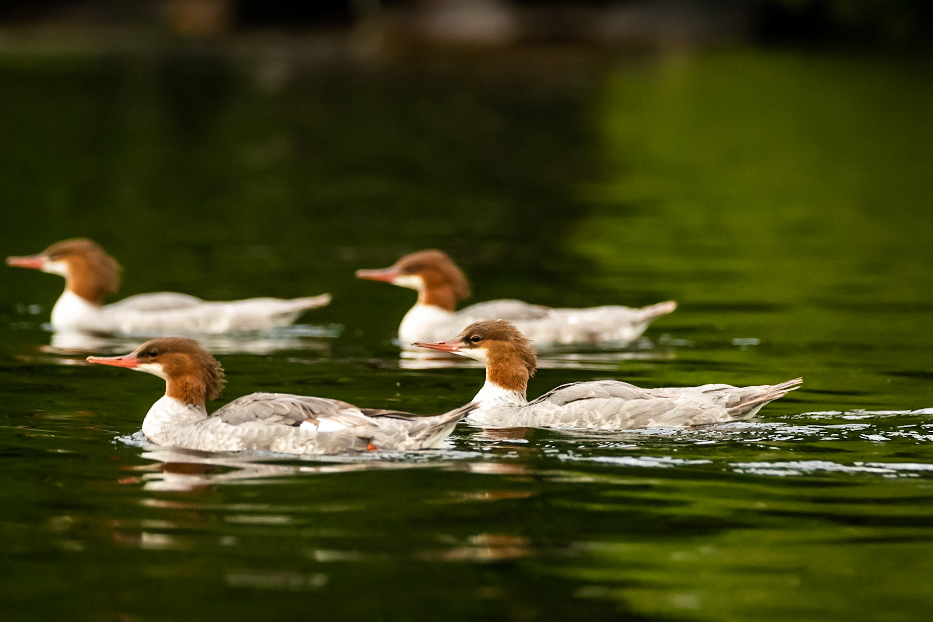 Common Merganser  (Female)
