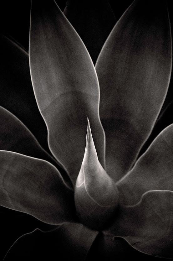 Agave #1