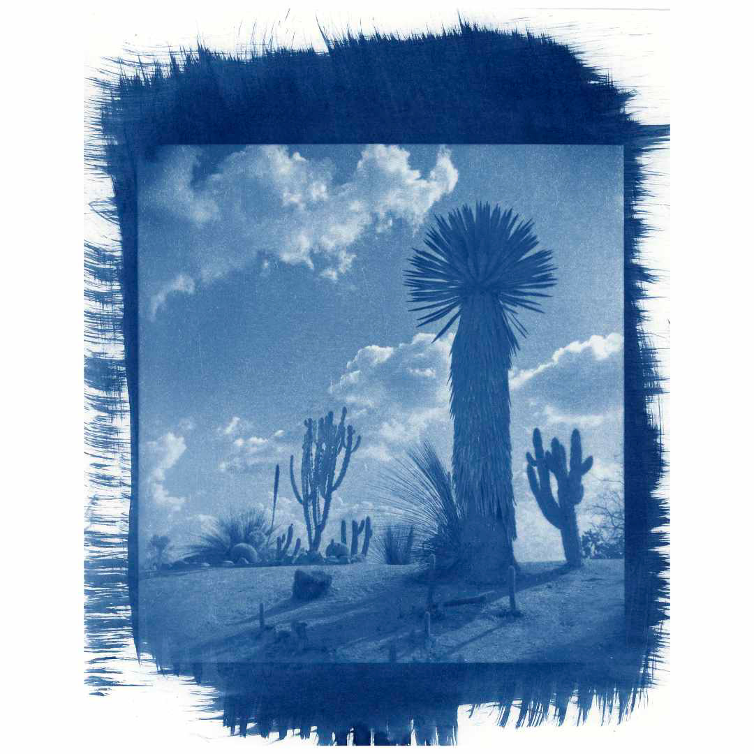 Desert Park #1