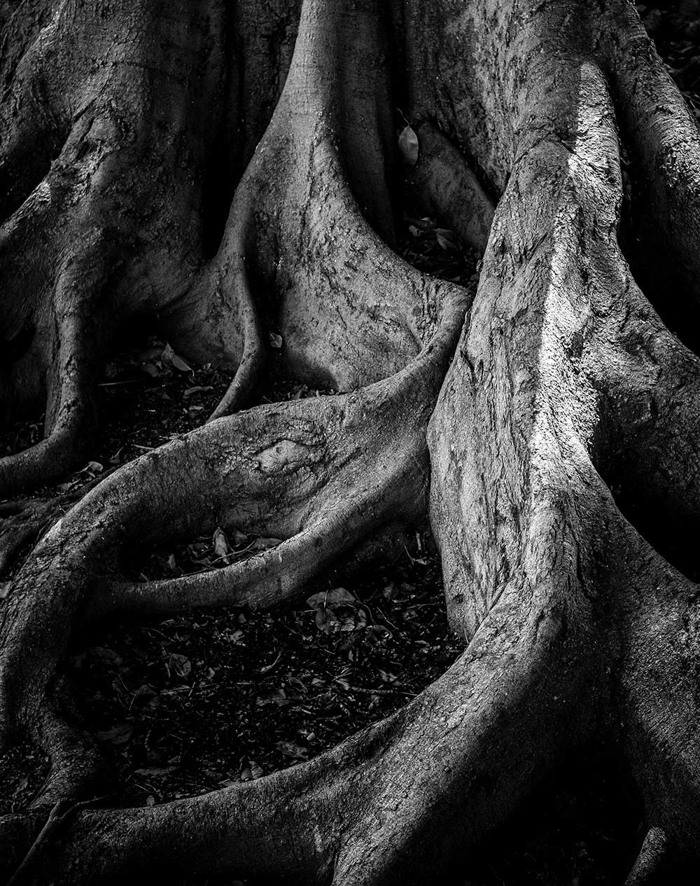 Roots #1