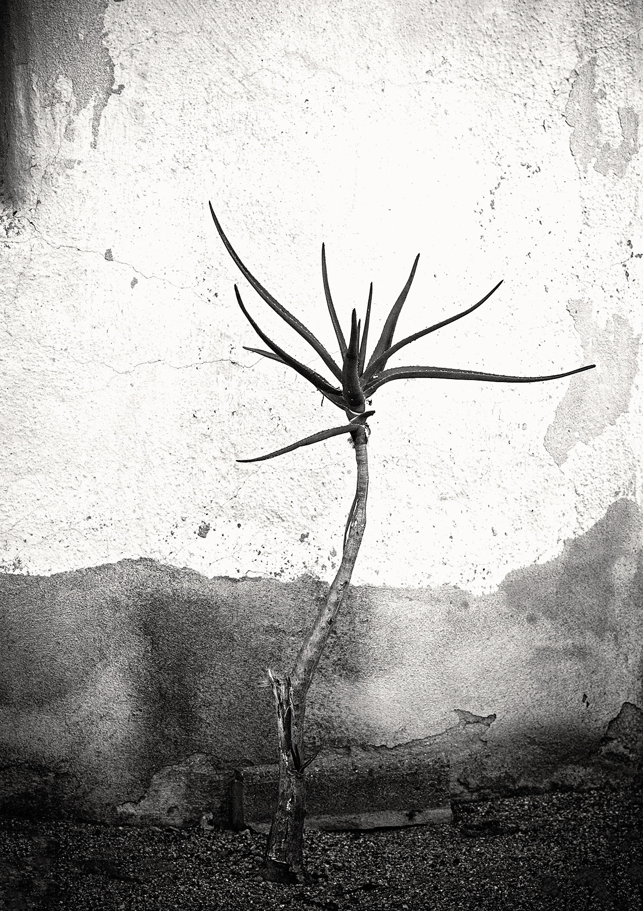 Agave #4