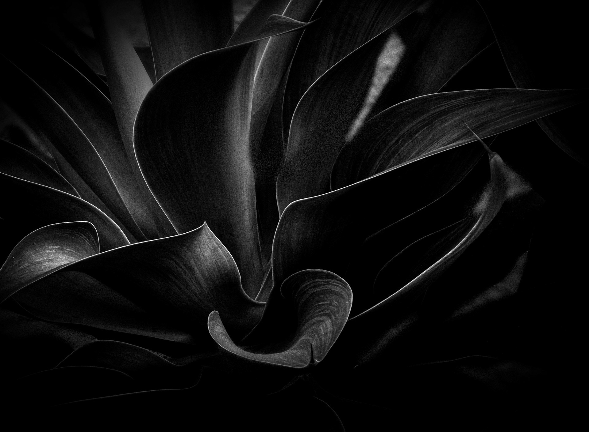 Agave #3