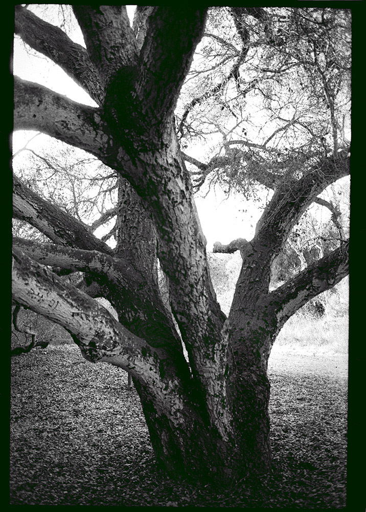 Trees $2