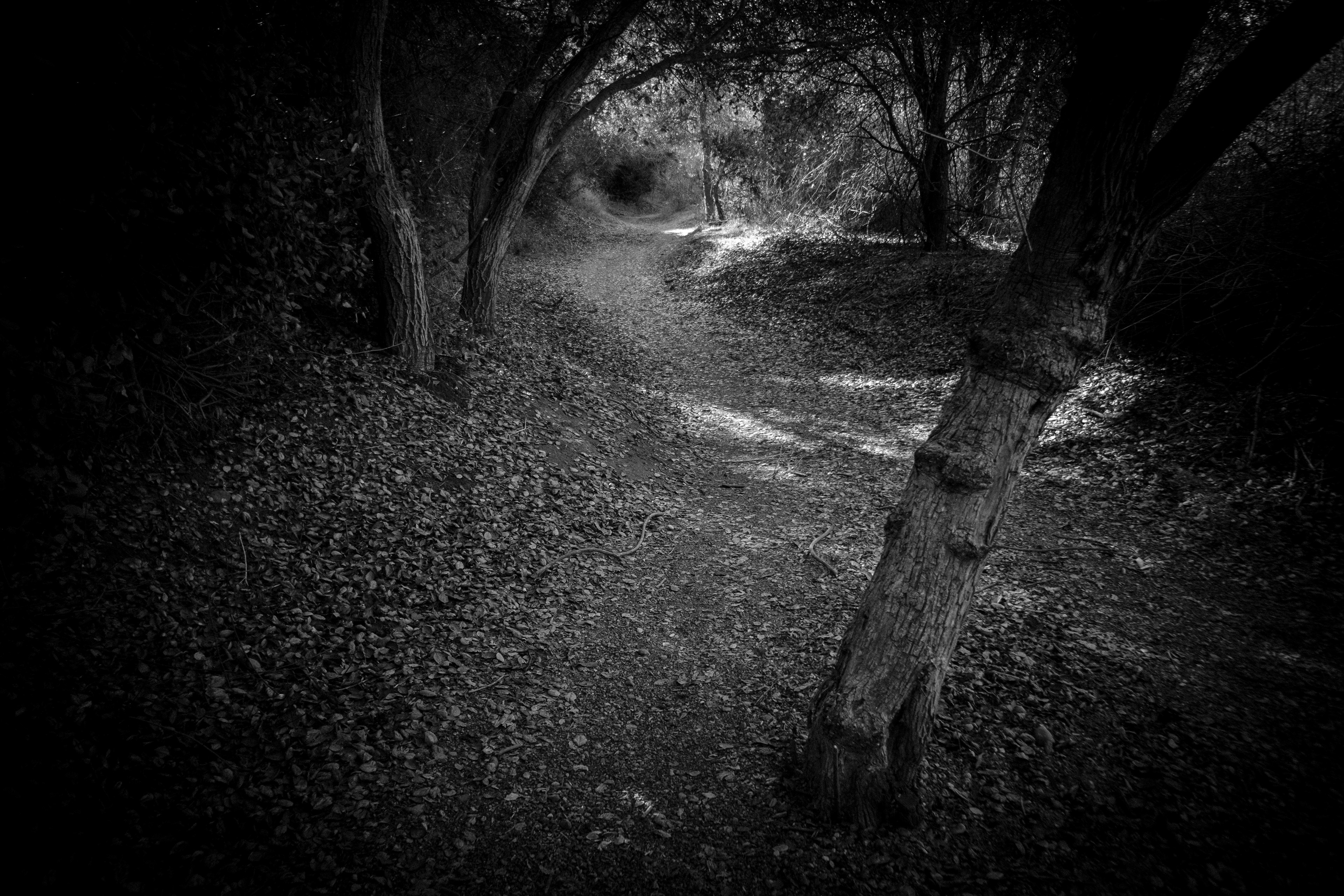 Trees #1