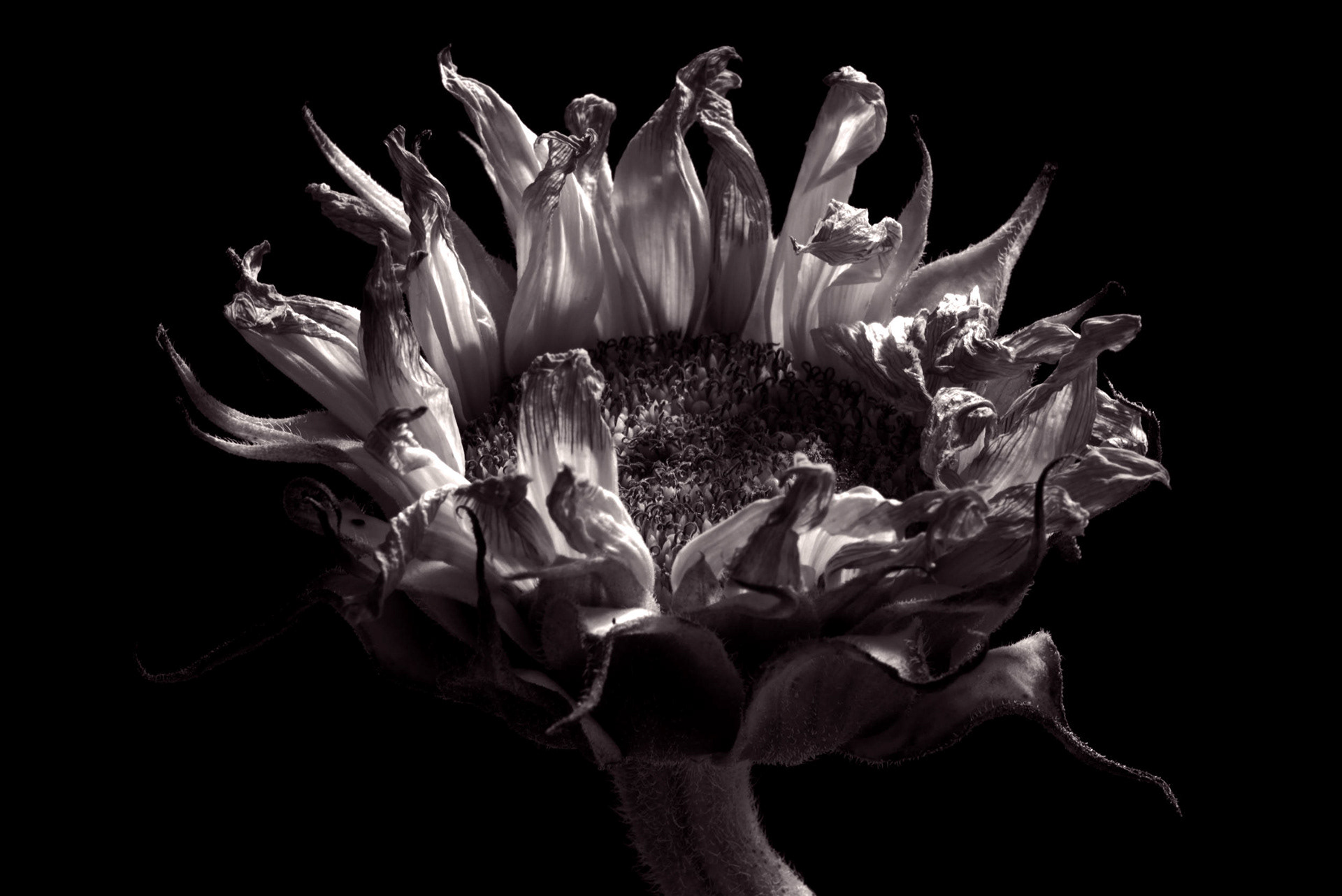 Sunflower #1