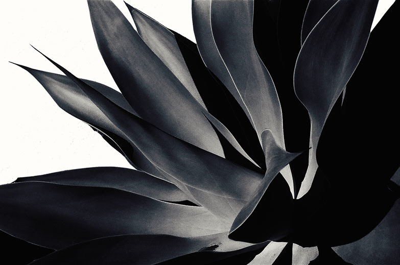 Agave #2
