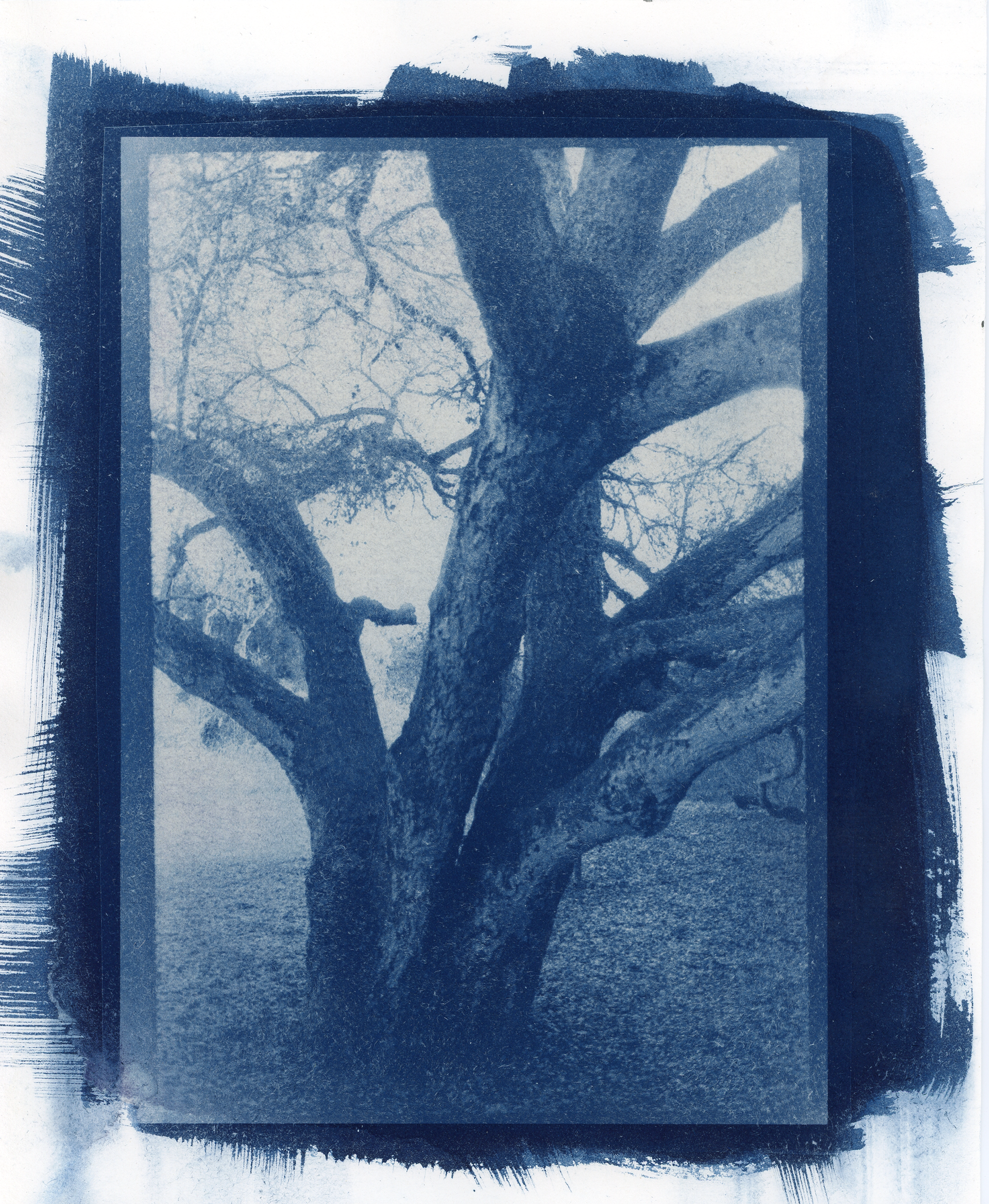 Tree #1
