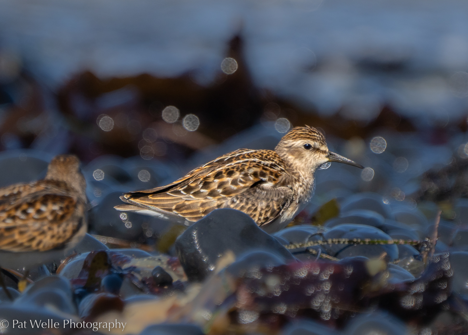 Least Sandpiper