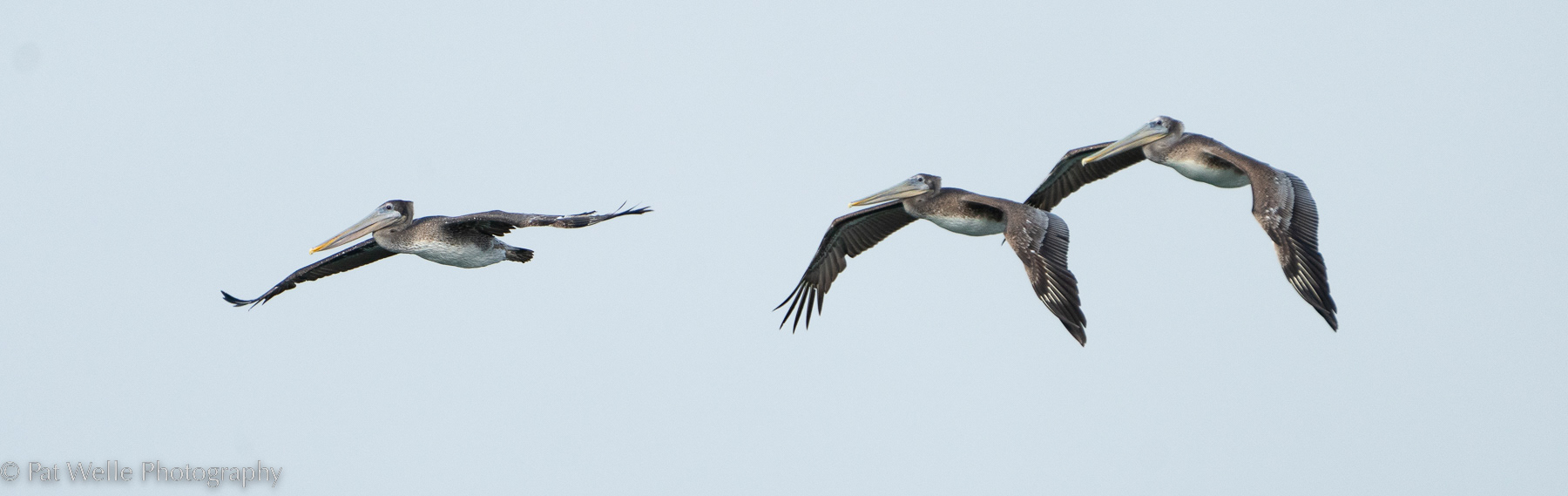 Brown Pelicans above Ilwaco Harbor