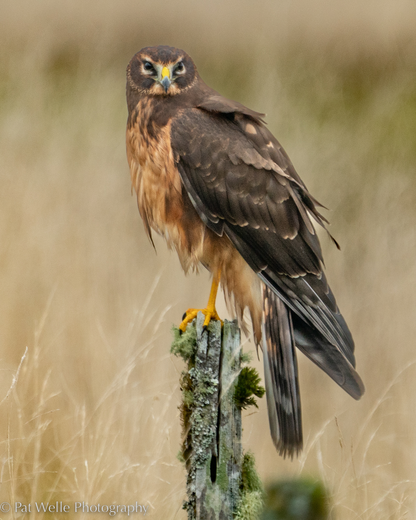 Northern Harrier