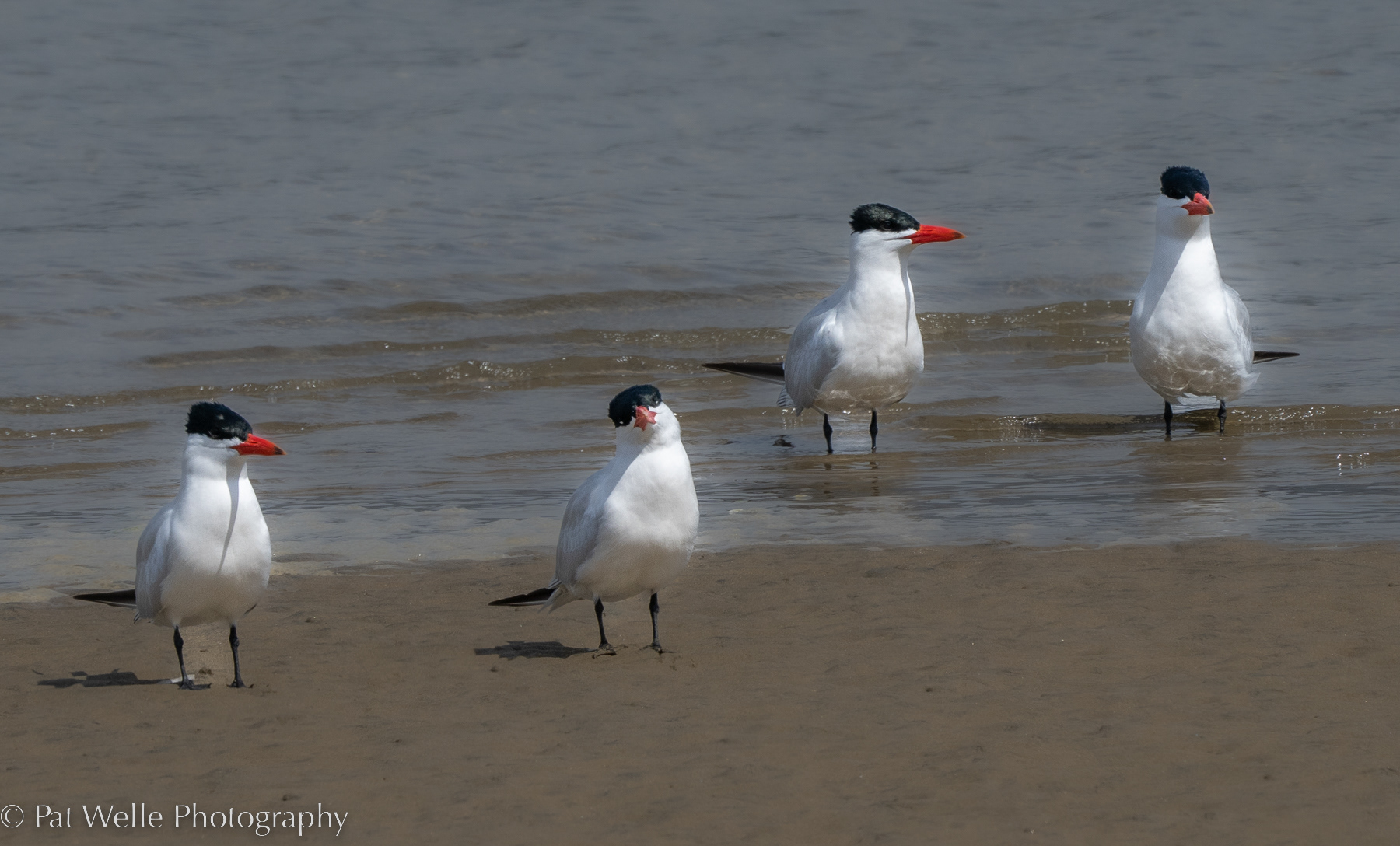 Caspian Terns