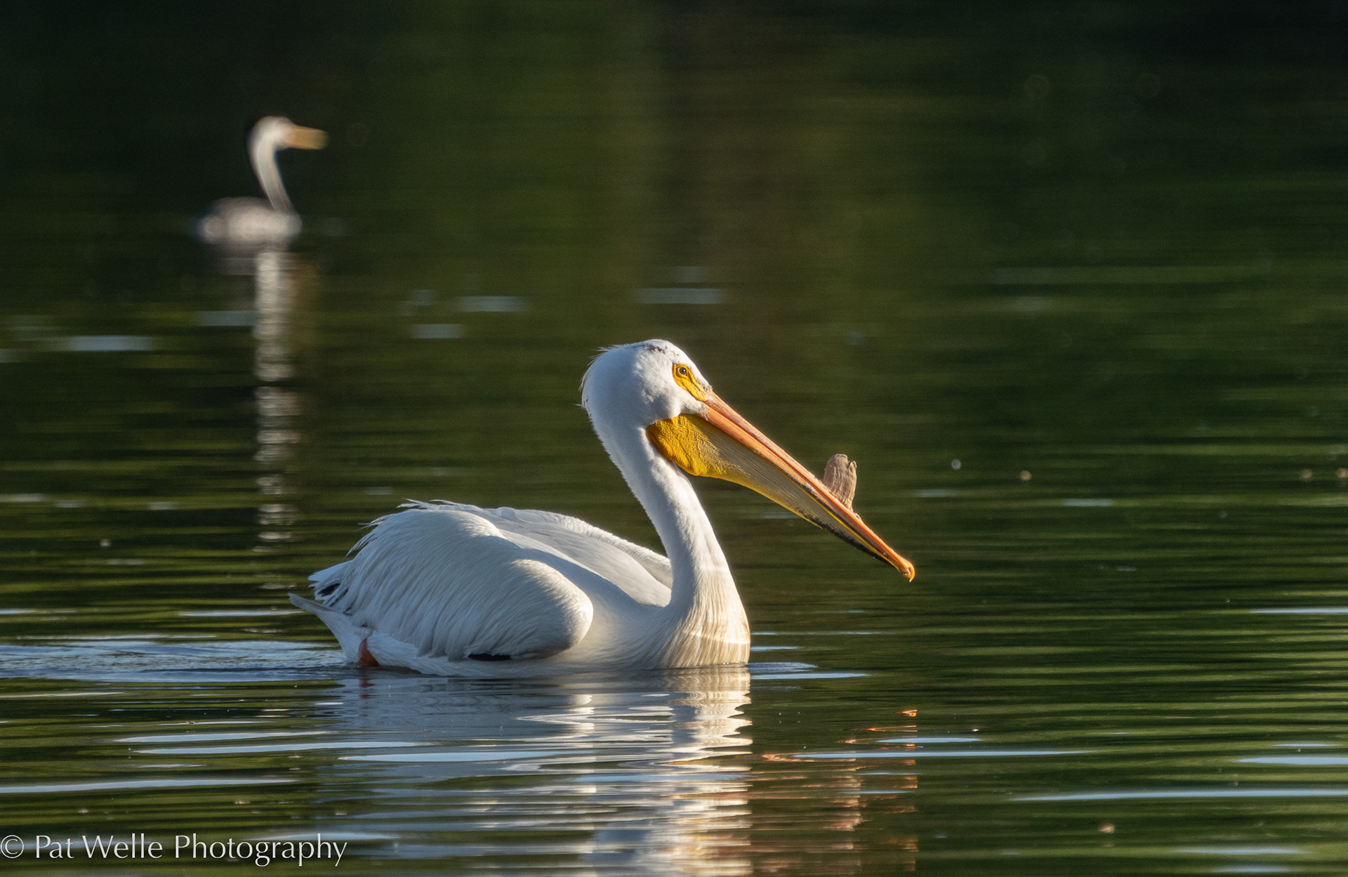American White Pelican