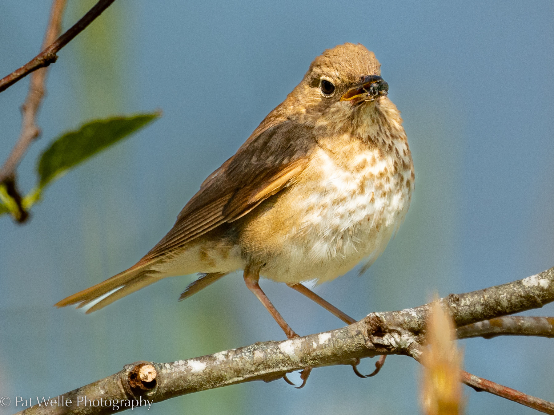 Swainson's Thrush