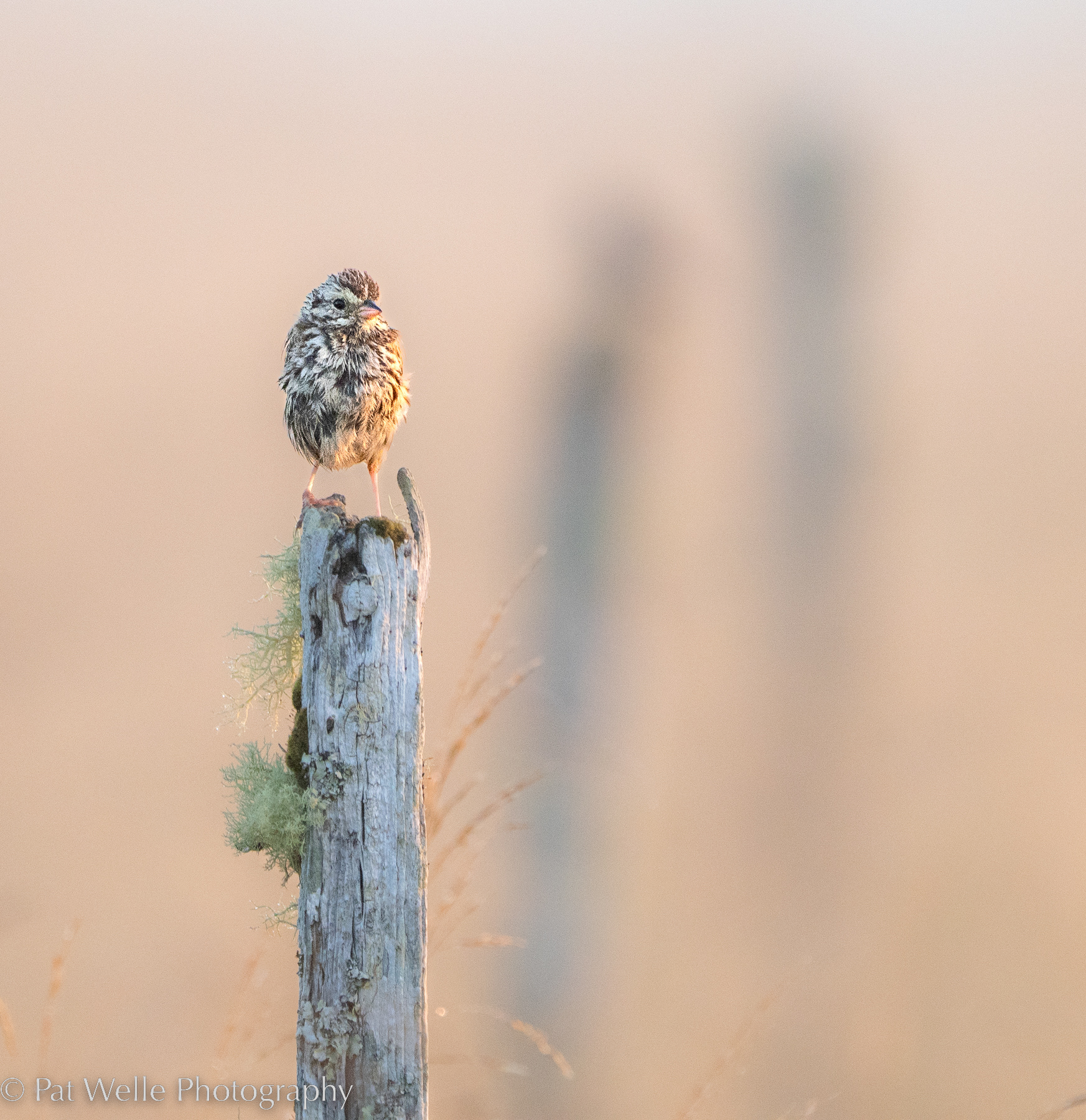Song Sparrow