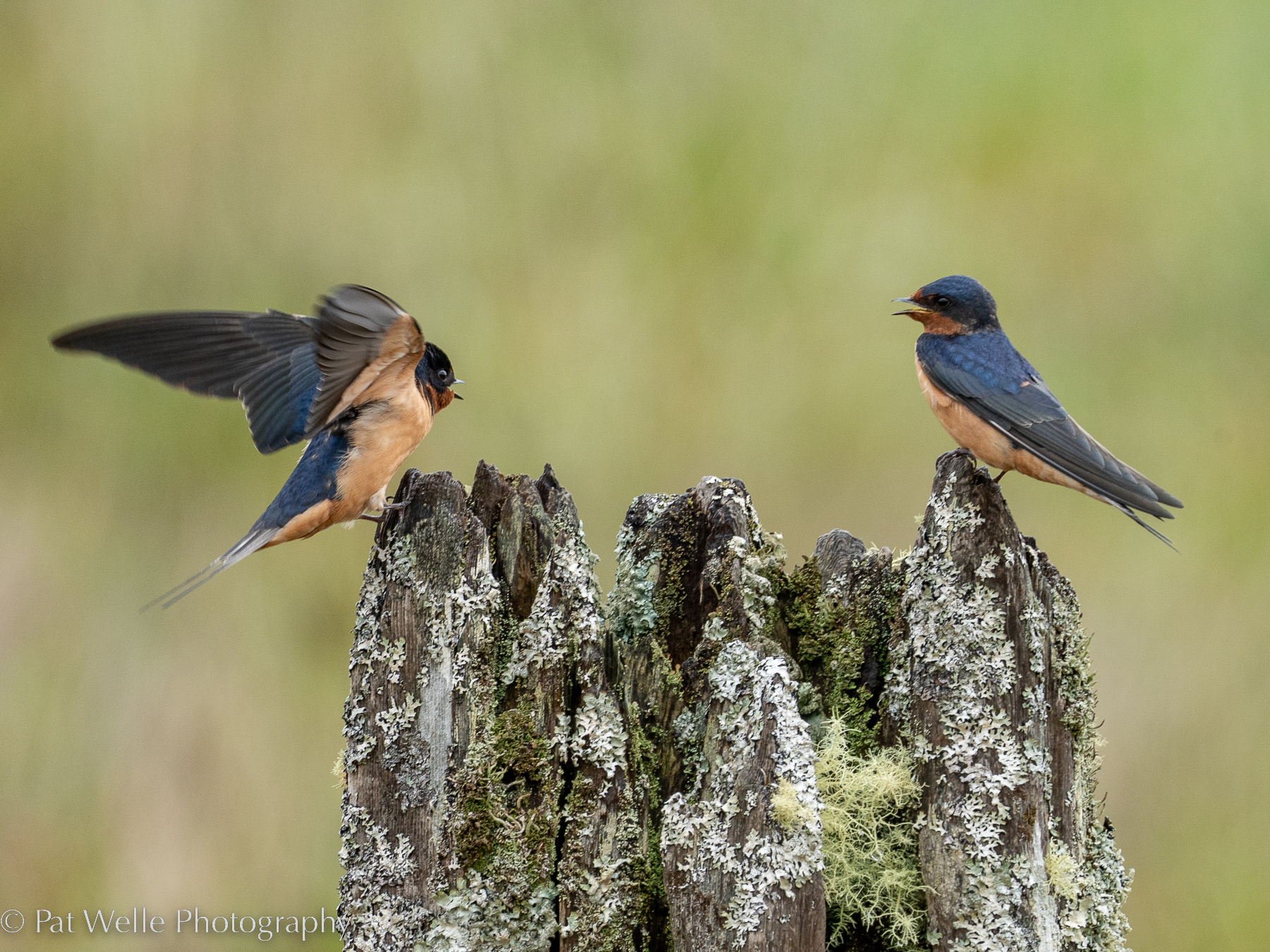 Barn Swallows