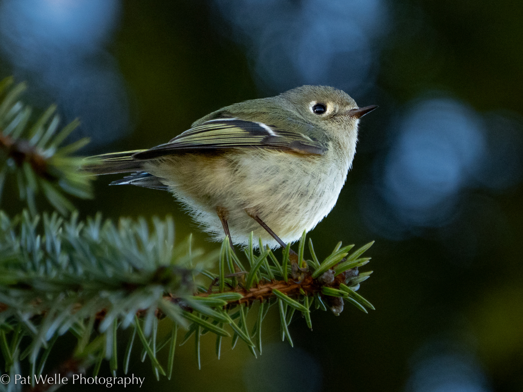 Ruby-crowned Kinglet