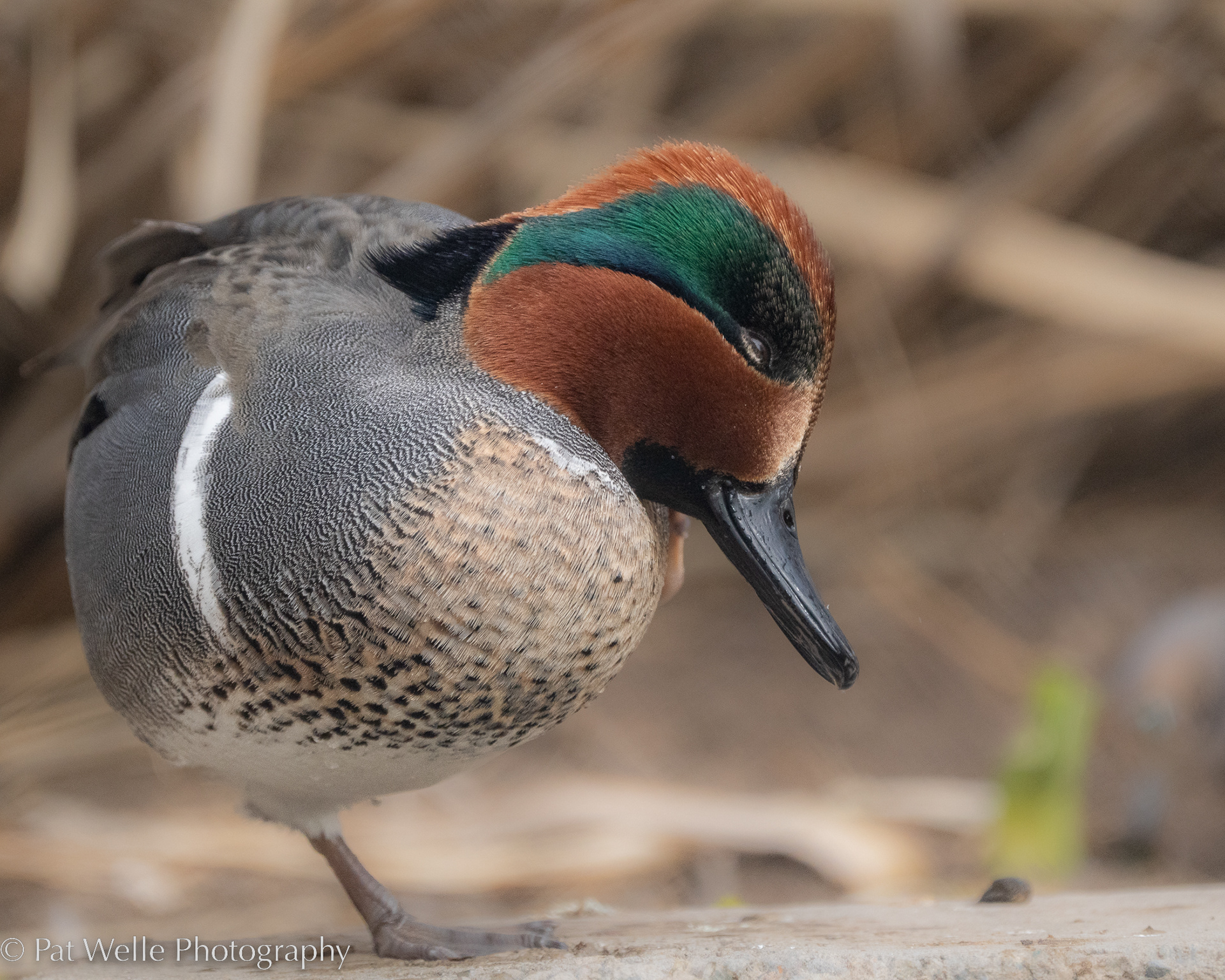Green-winged Teal