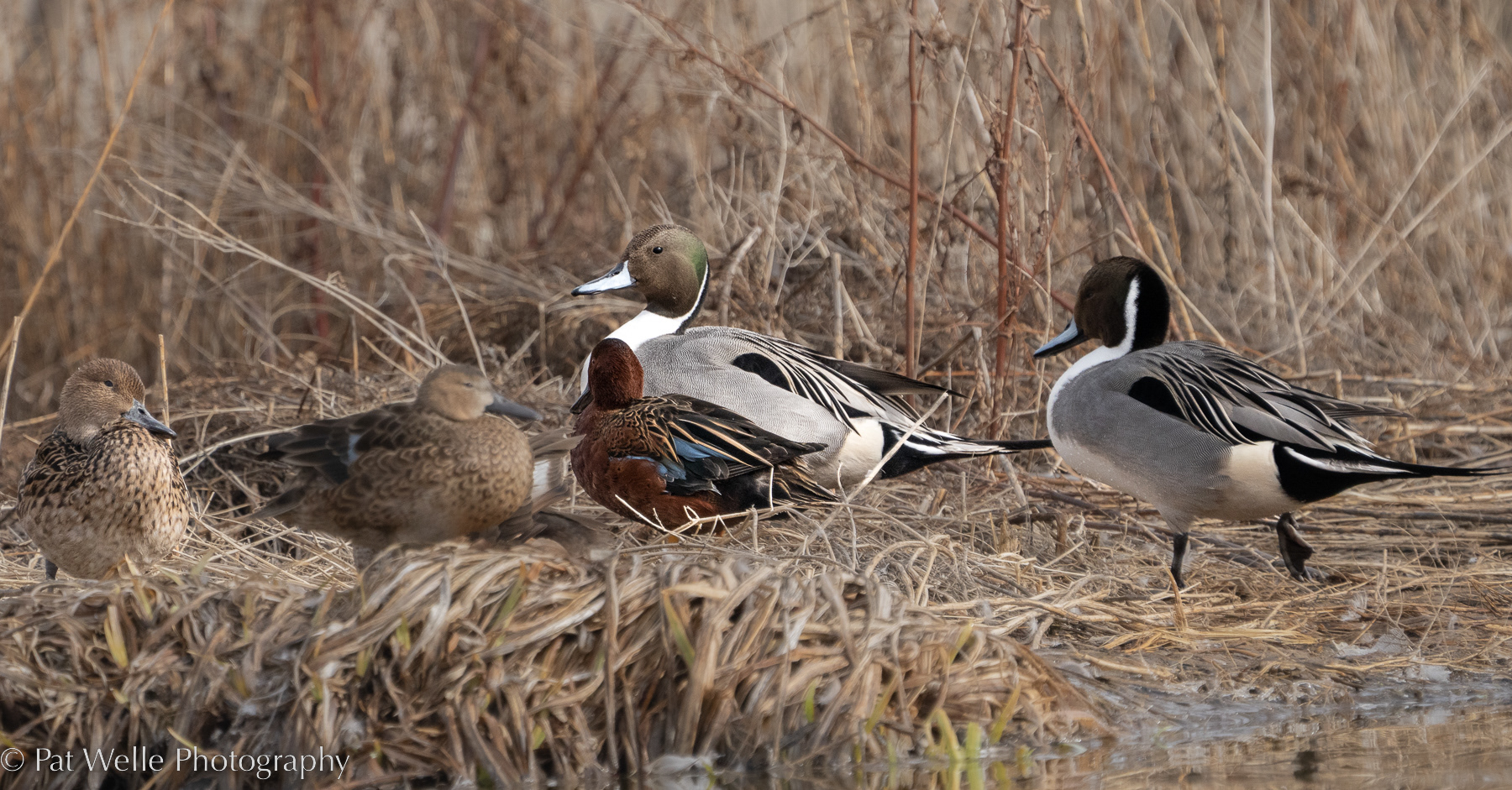 Northern Pintails