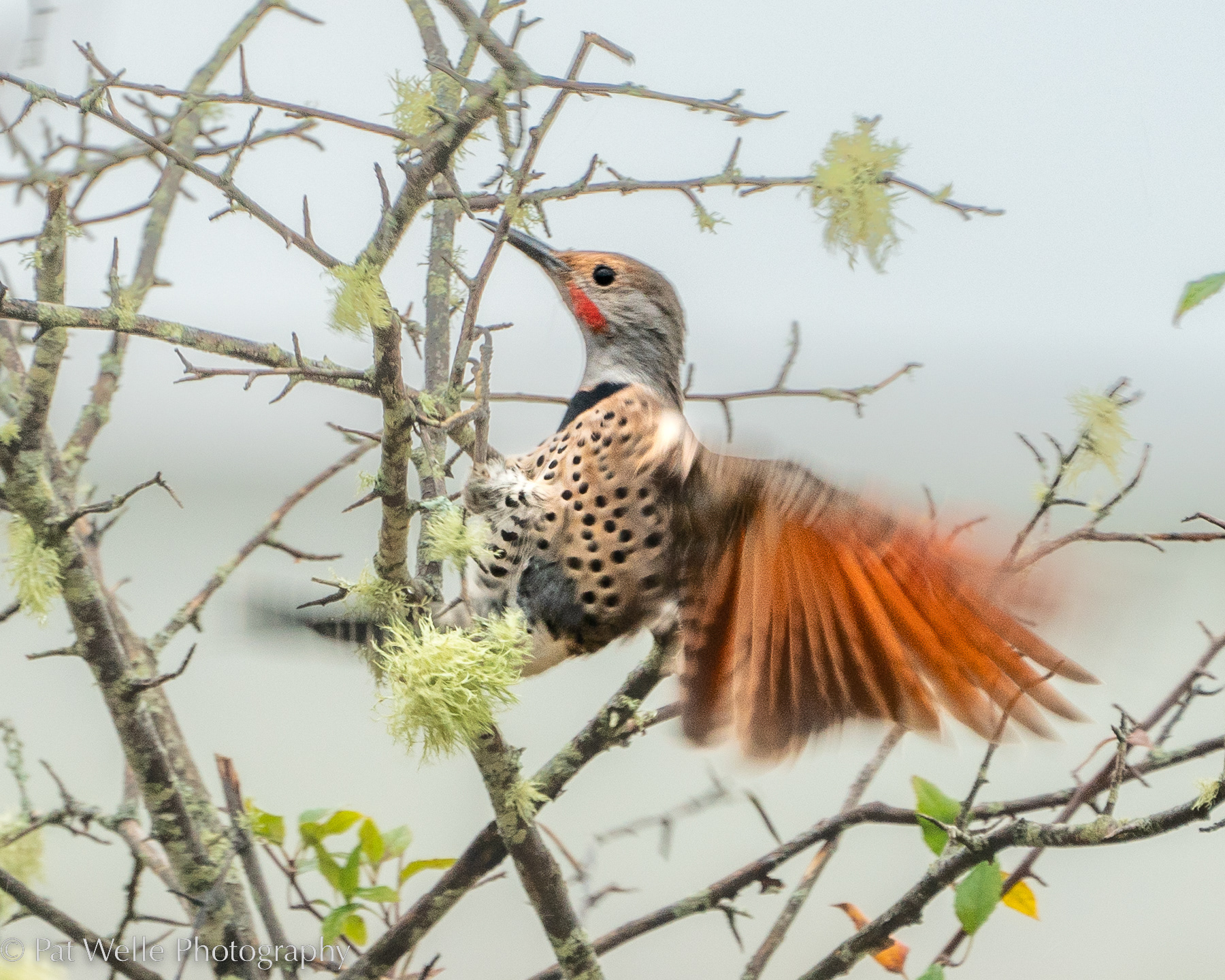 Northern Flicker