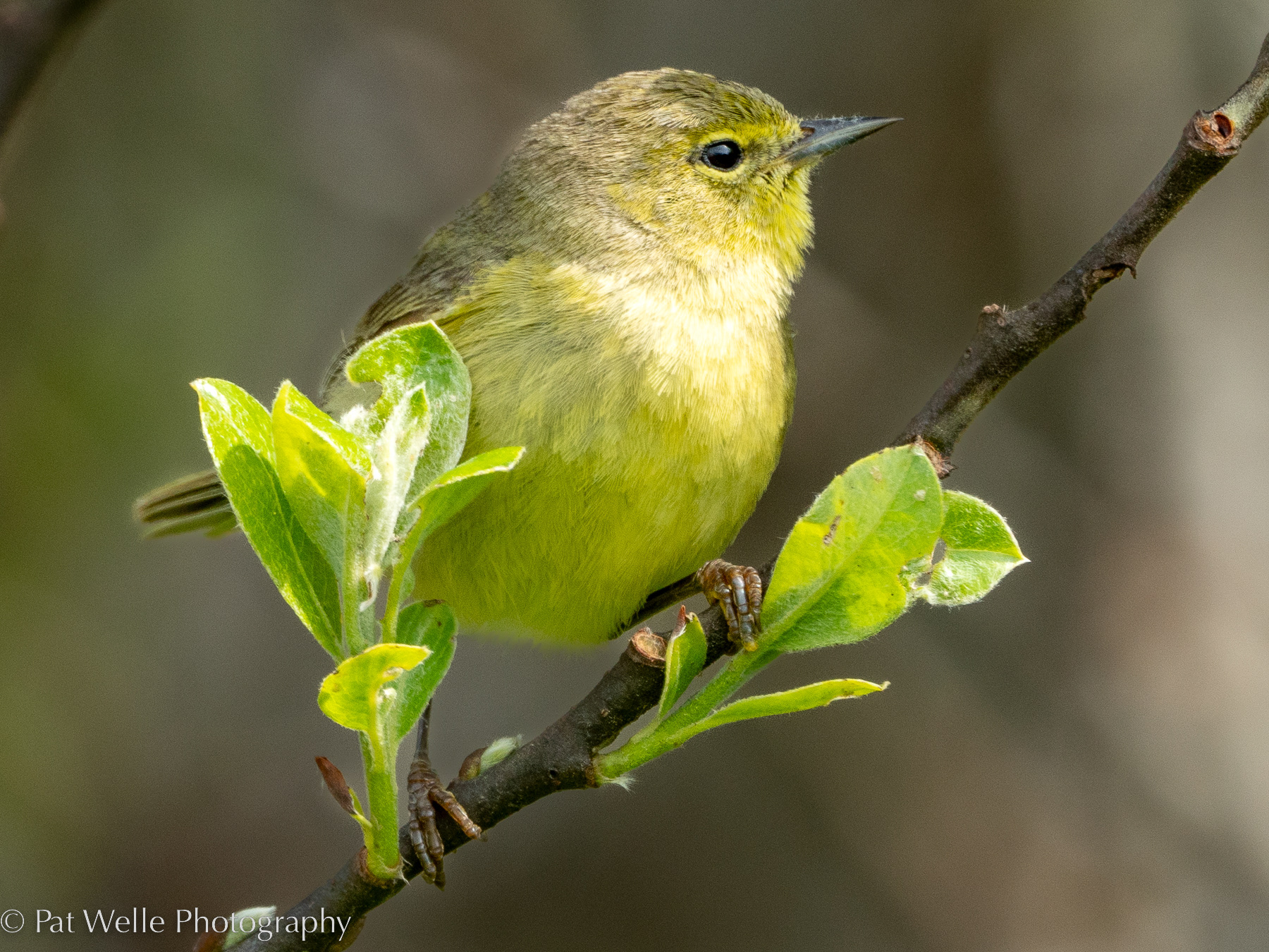 Orange-capped Warbler