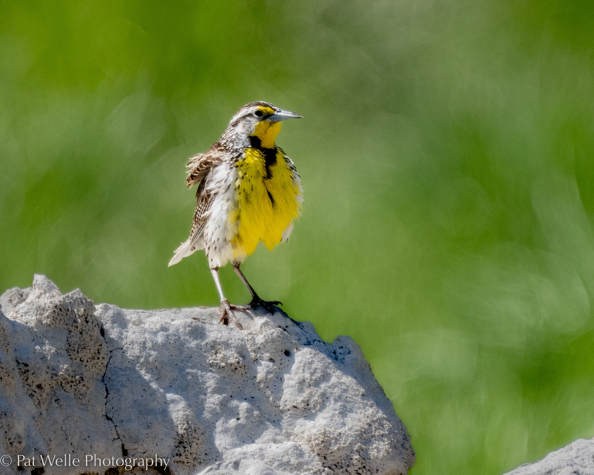 Western Meadowlark