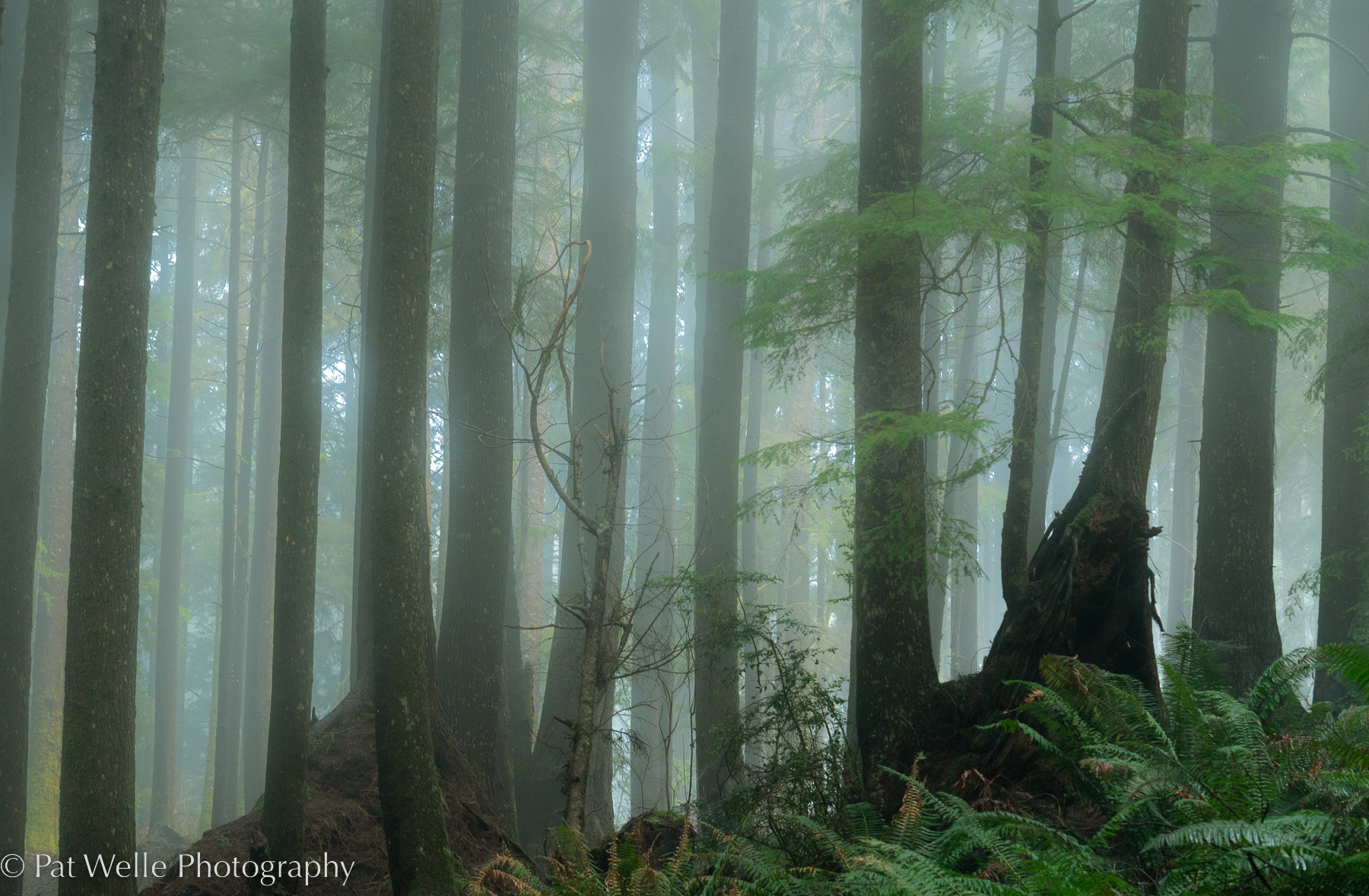 Forest Mist in Tarlett Slough