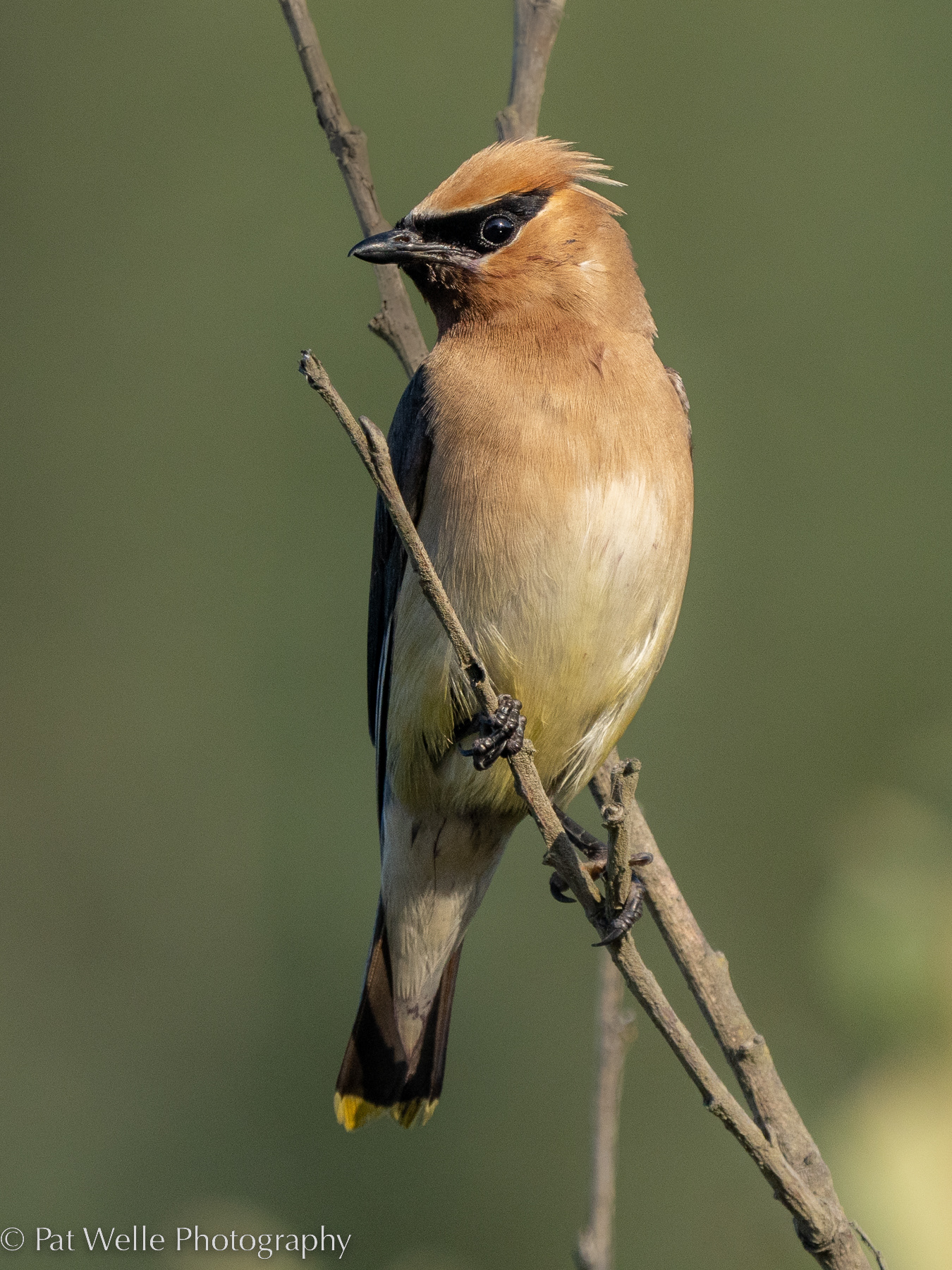 Cedar Waxwing