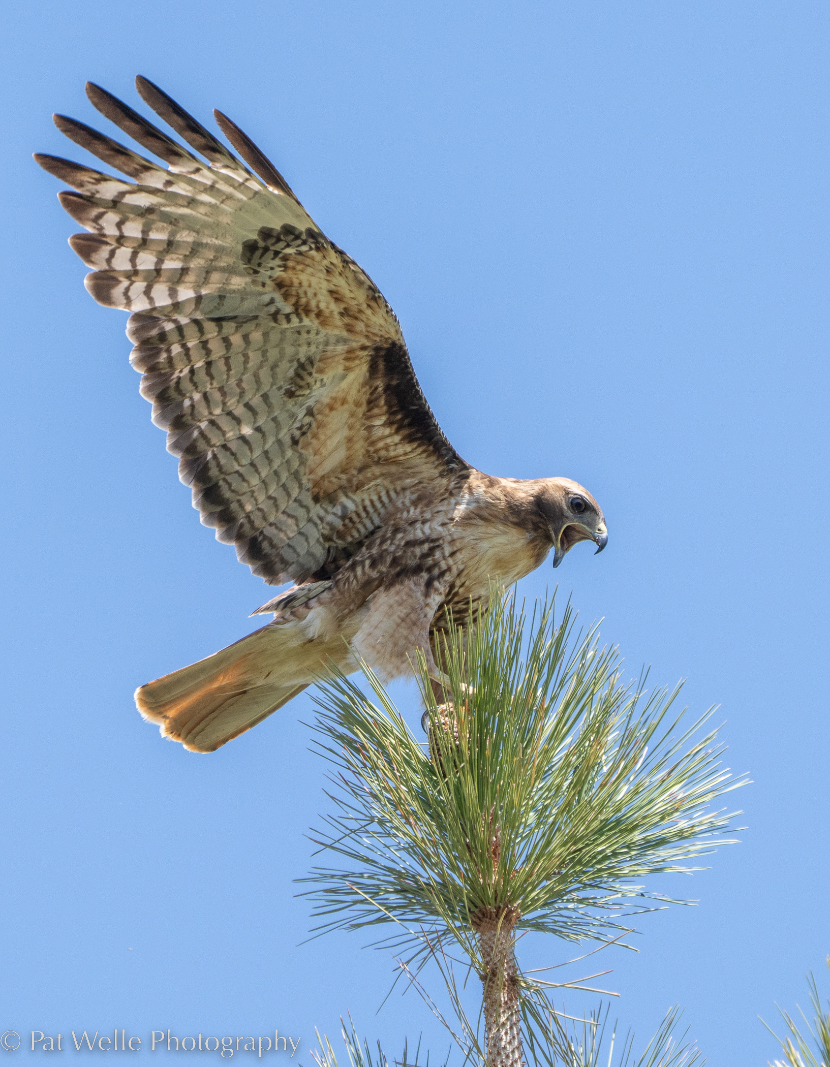 Red-tailed Hawk