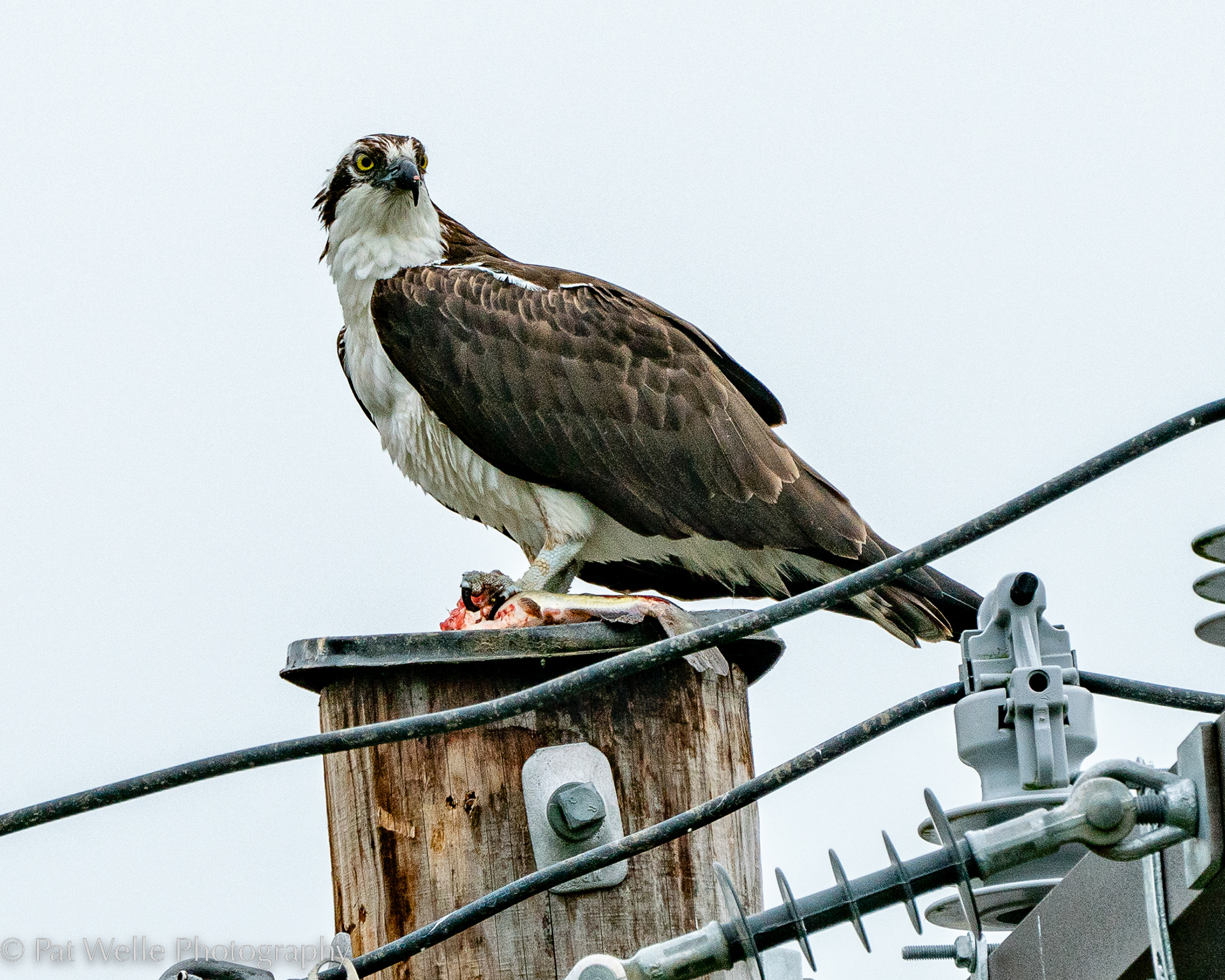 Osprey Feeding