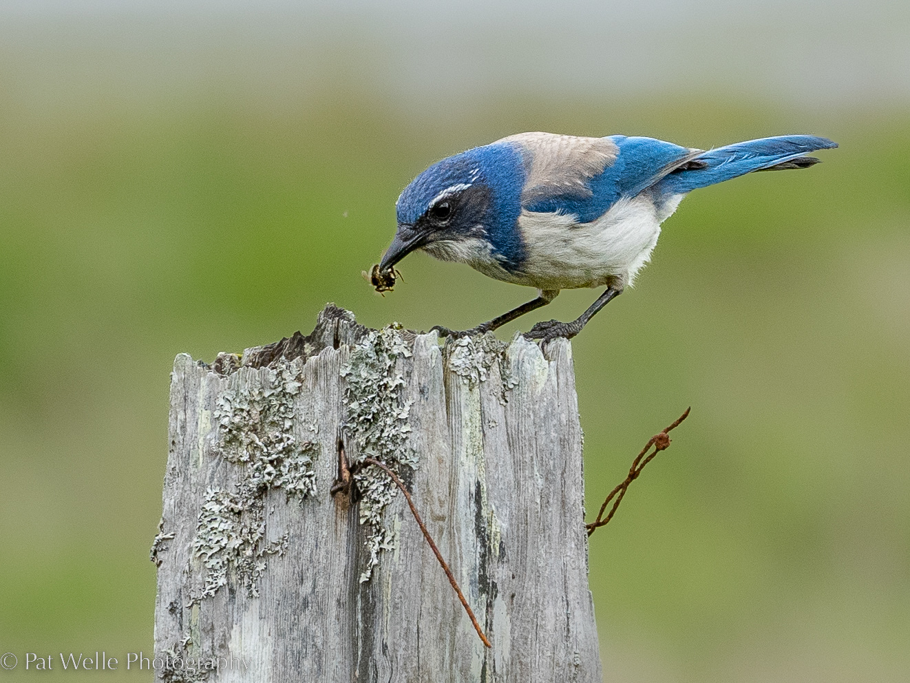 Scrub Jay