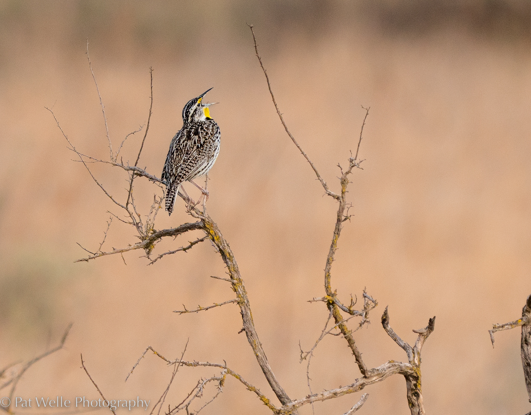 Western Meadowlark
