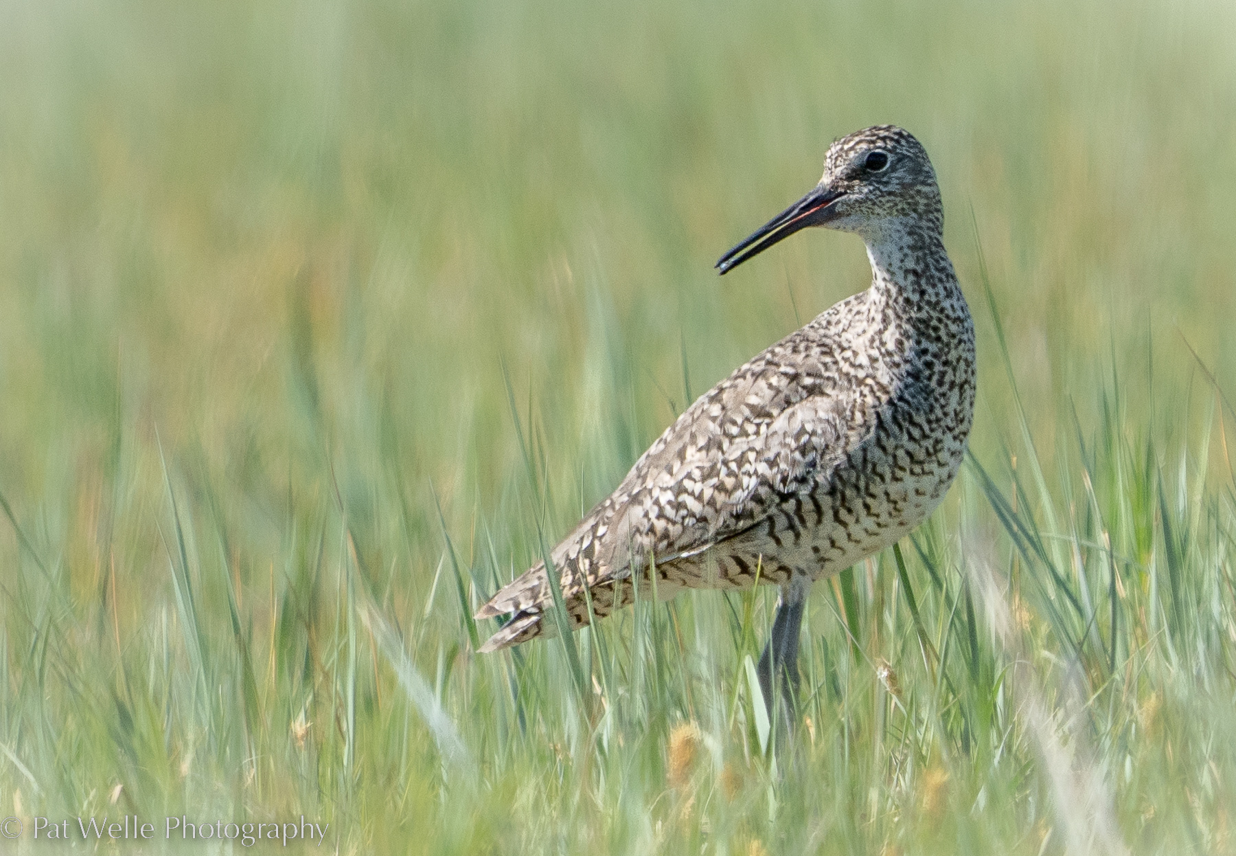 Willet