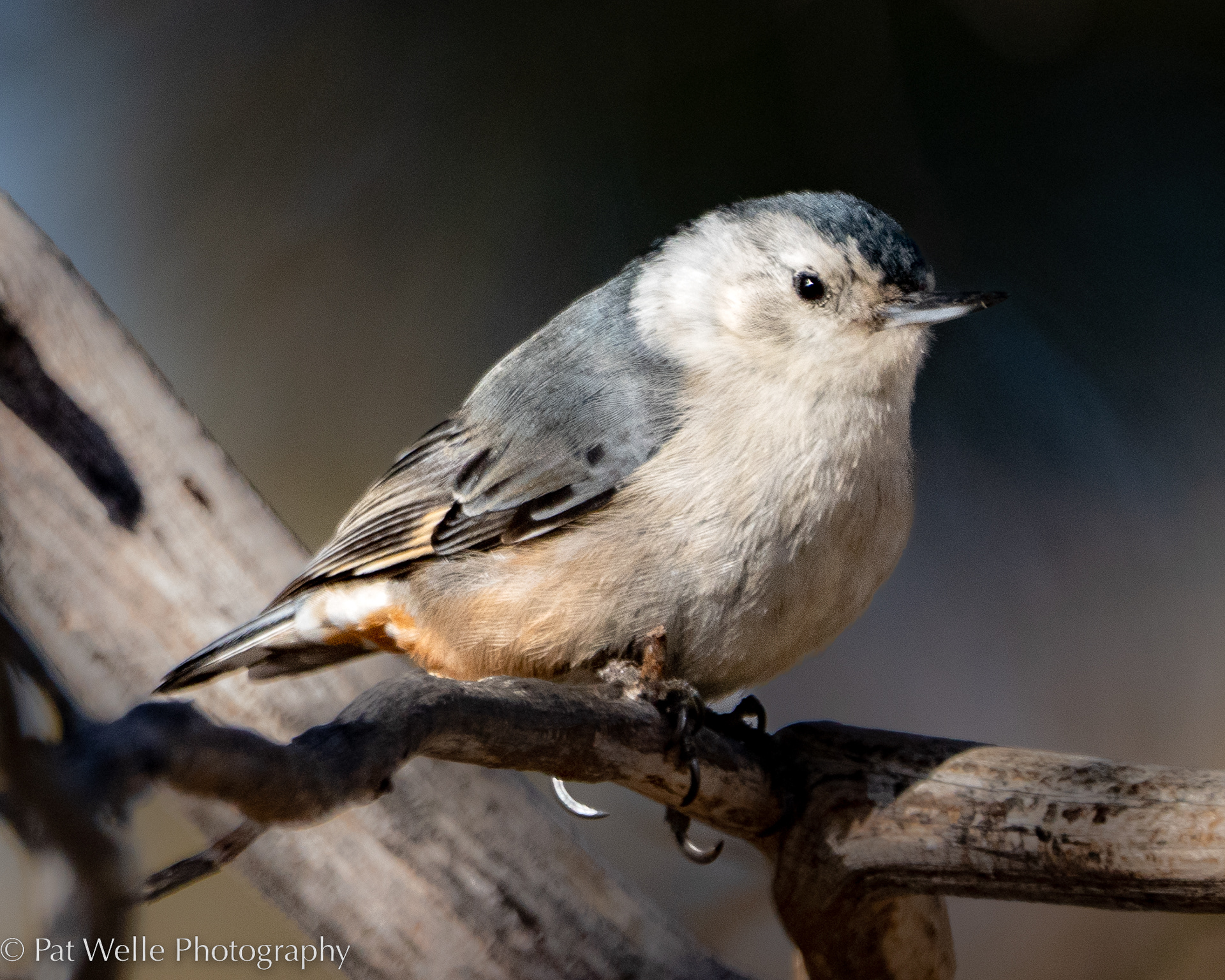 White-breasted Nuthatch