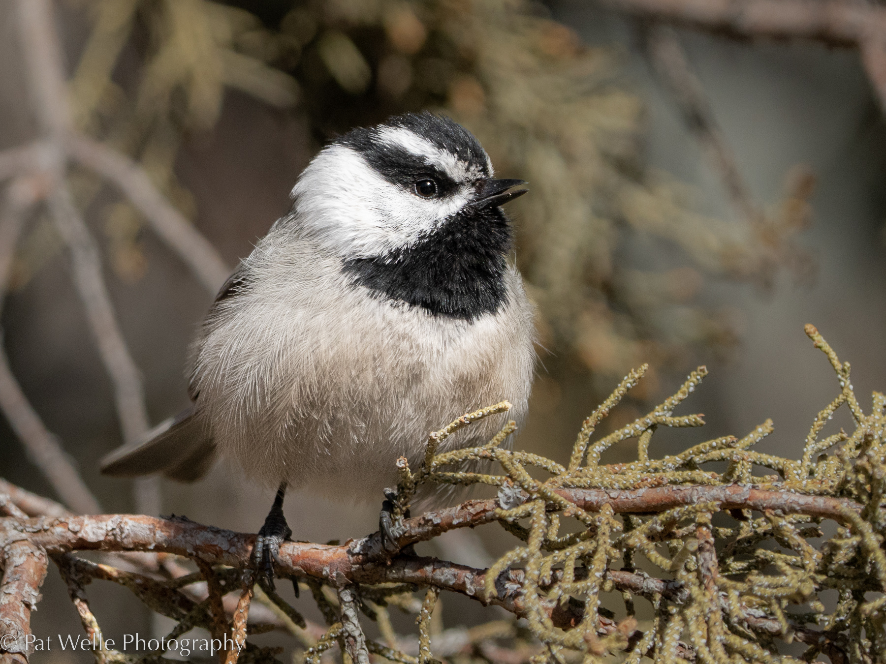 Mountain Chickadee