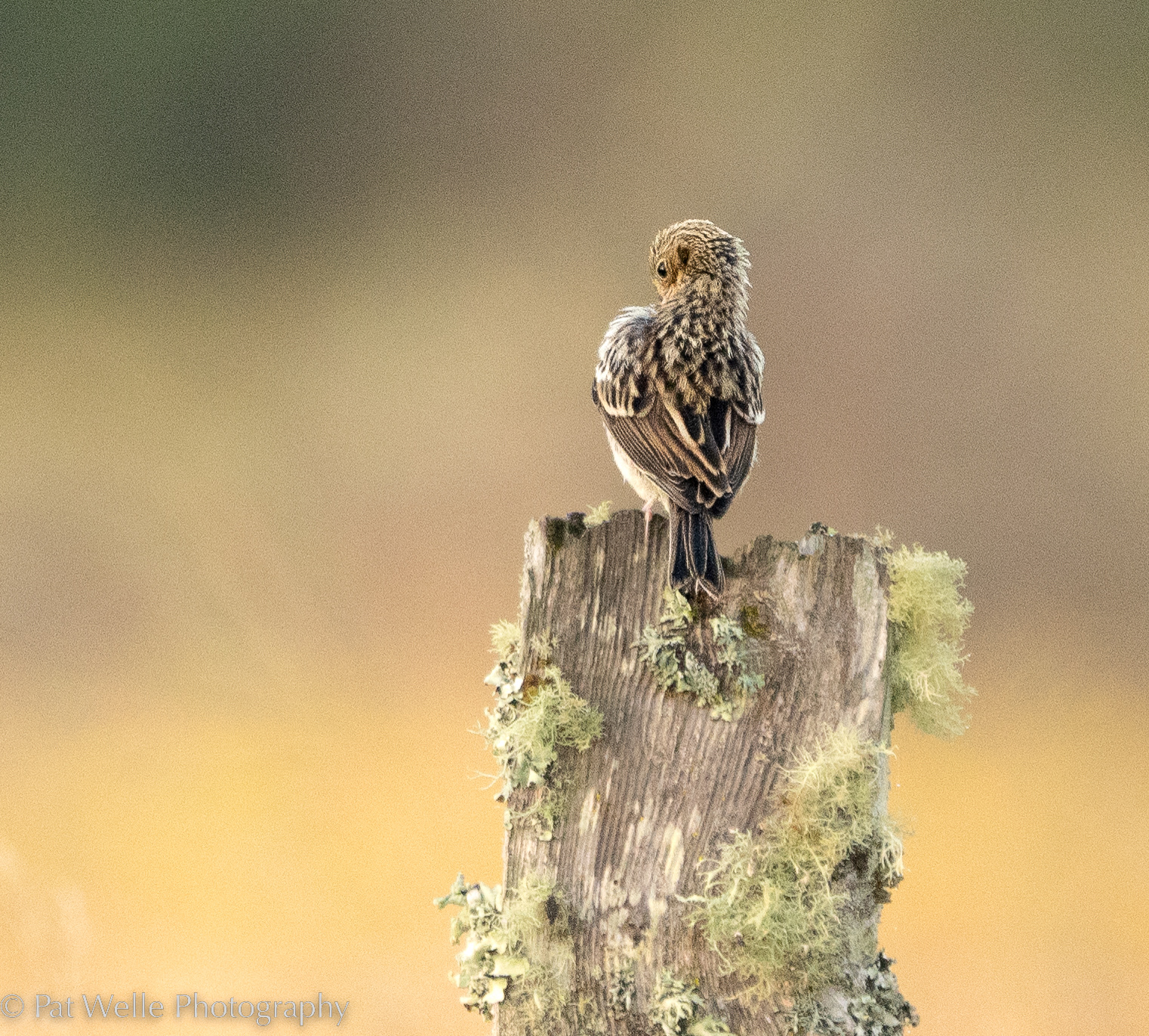 Song Sparrow
