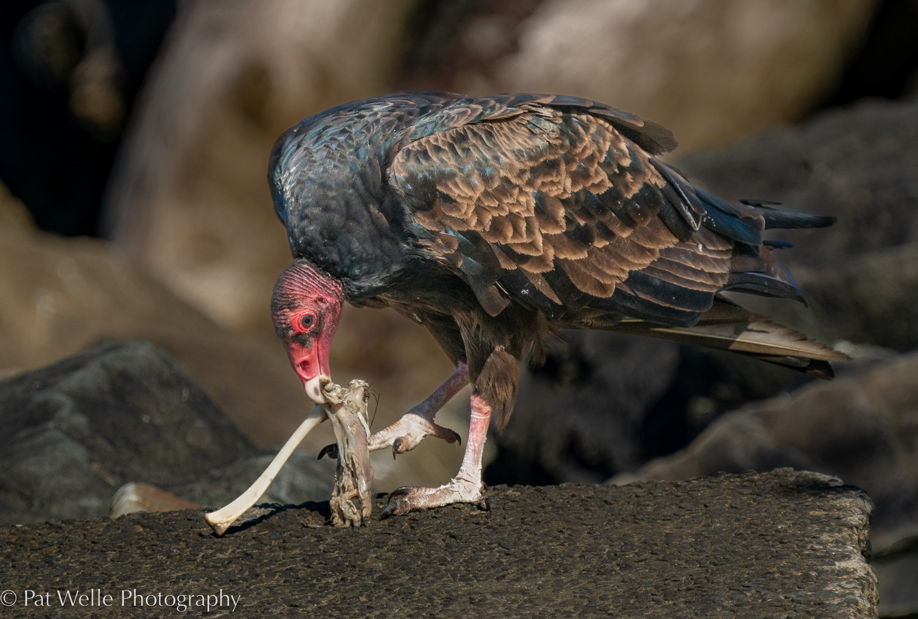 Turkey Vulture