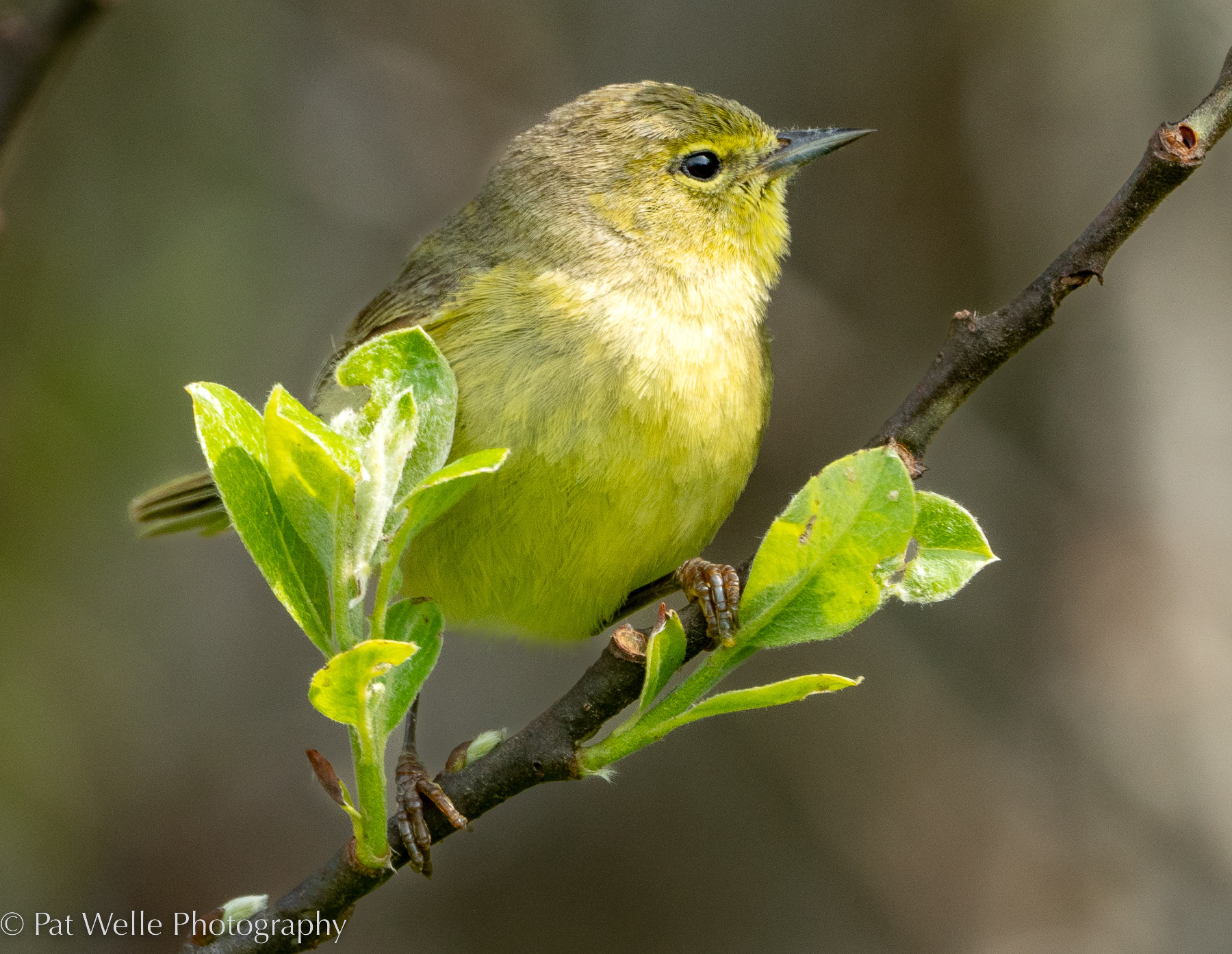 Orange-capped Warbler