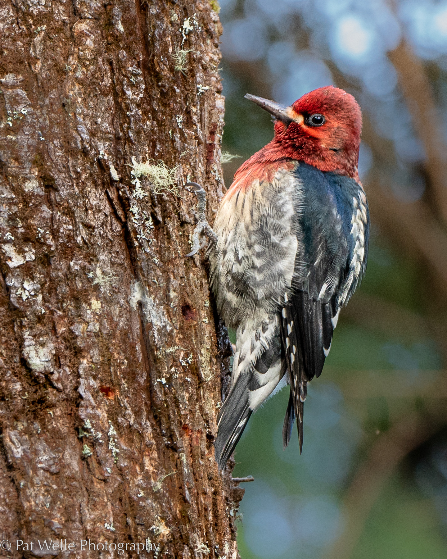 Red-breasted Sapsucker