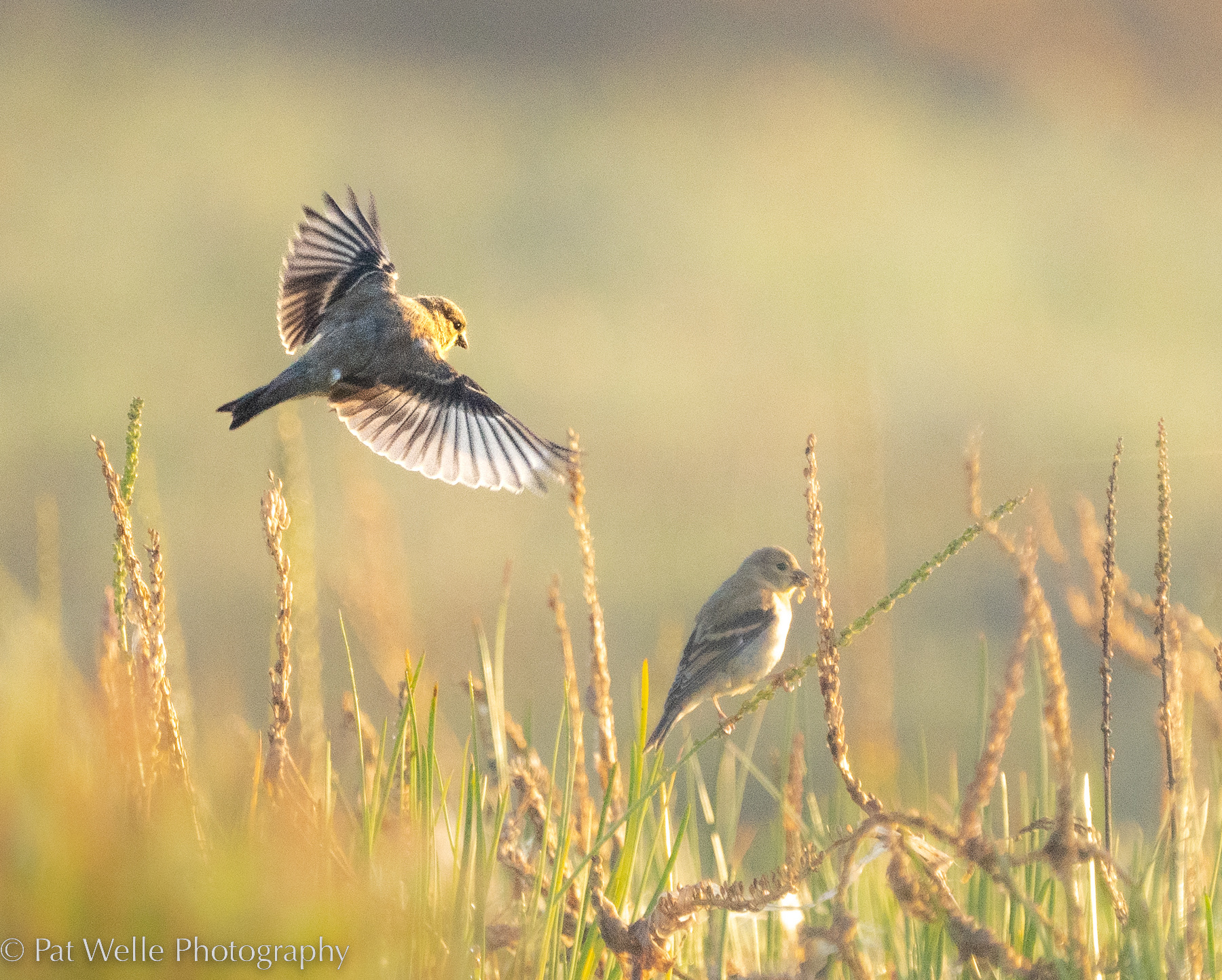 Morning in the wetland