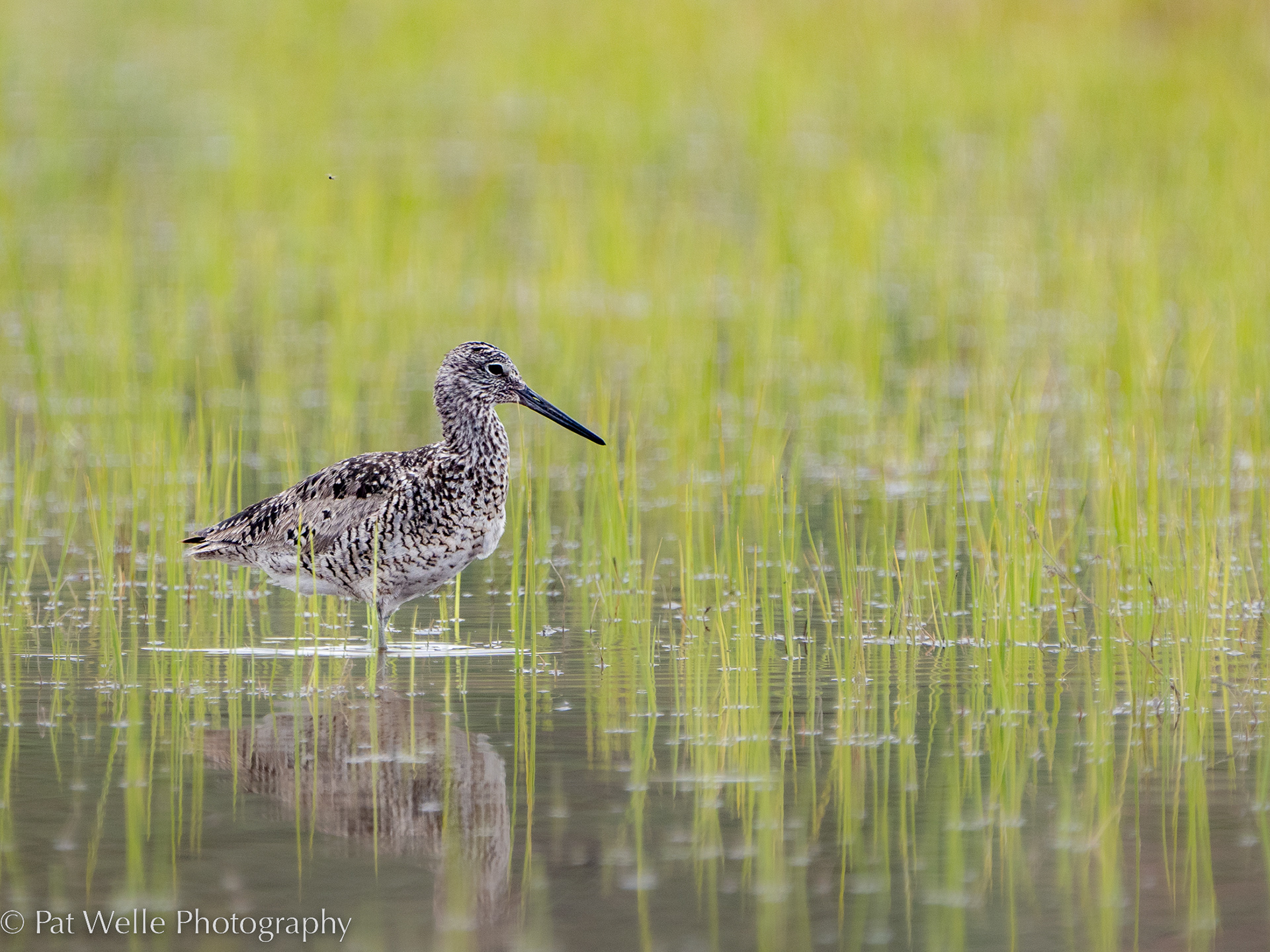 Willet