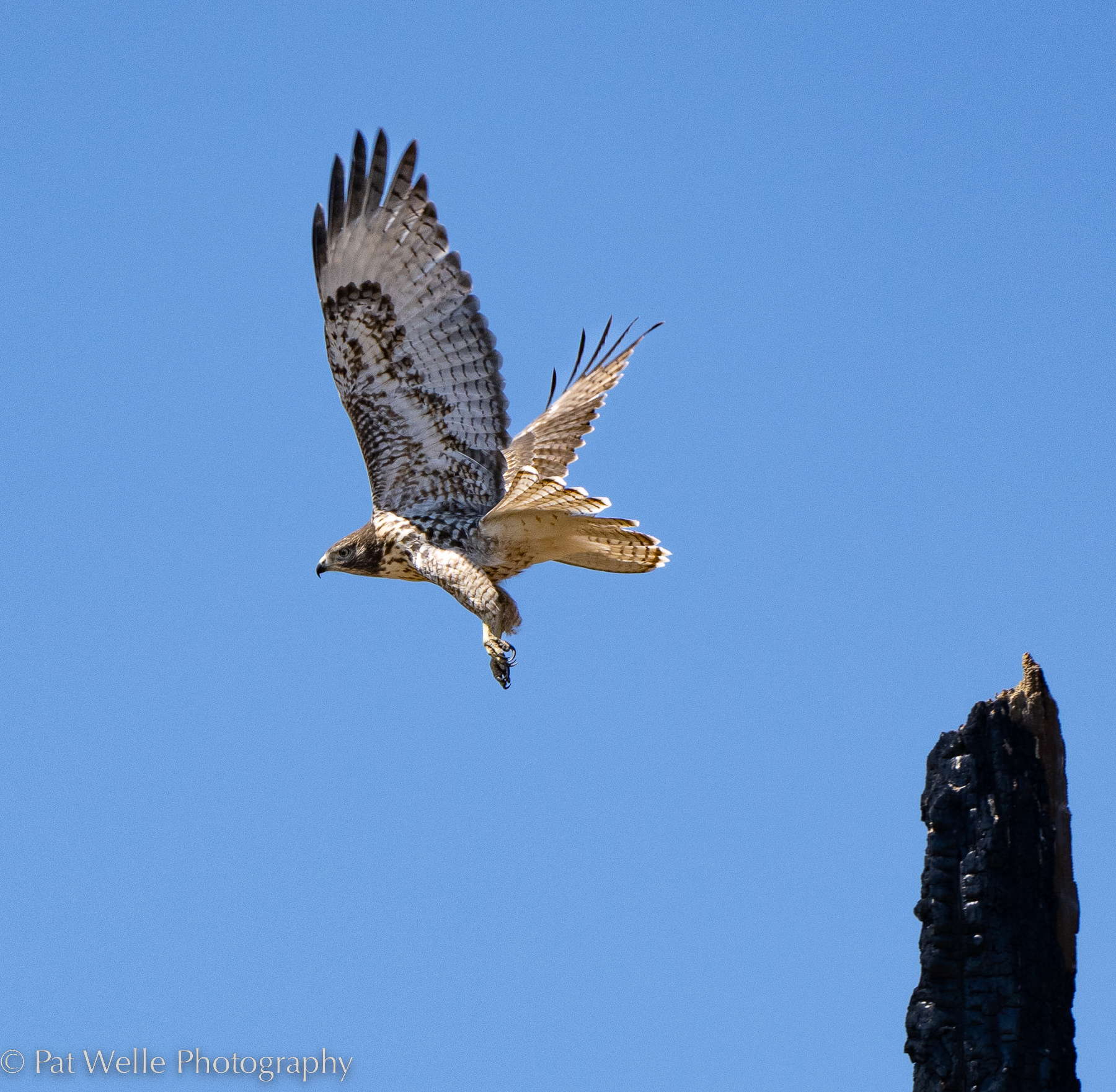 Red-tailed Hawk